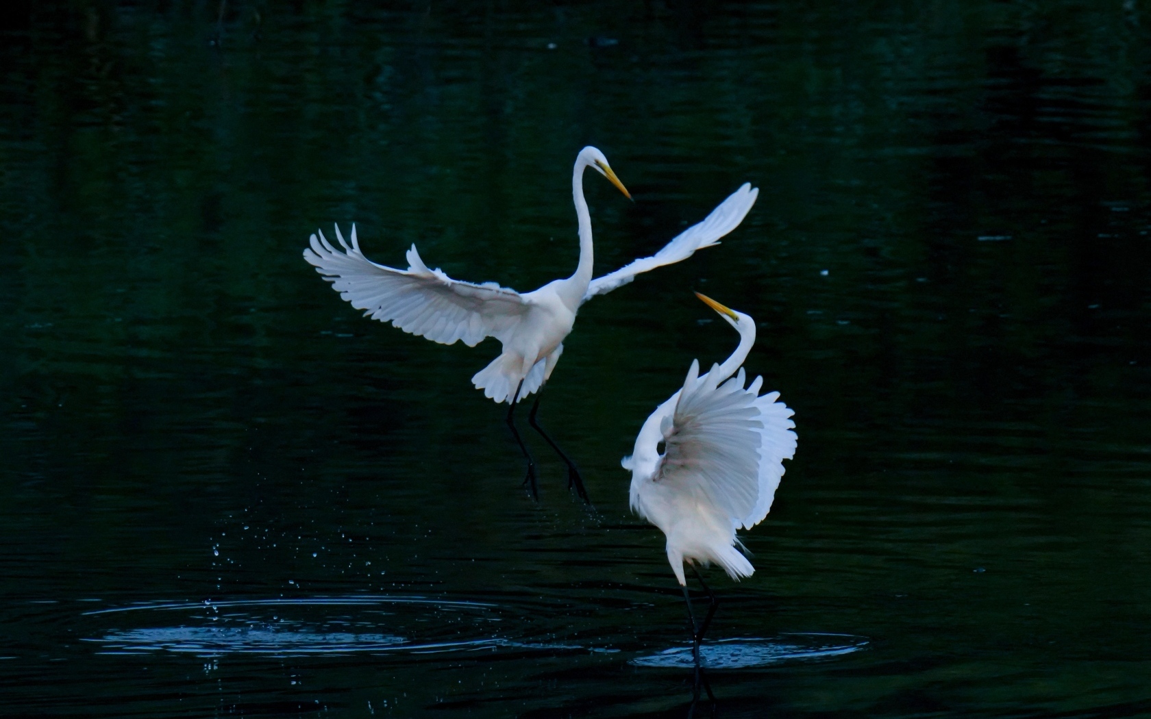 Влюбленные белые цапли в воде