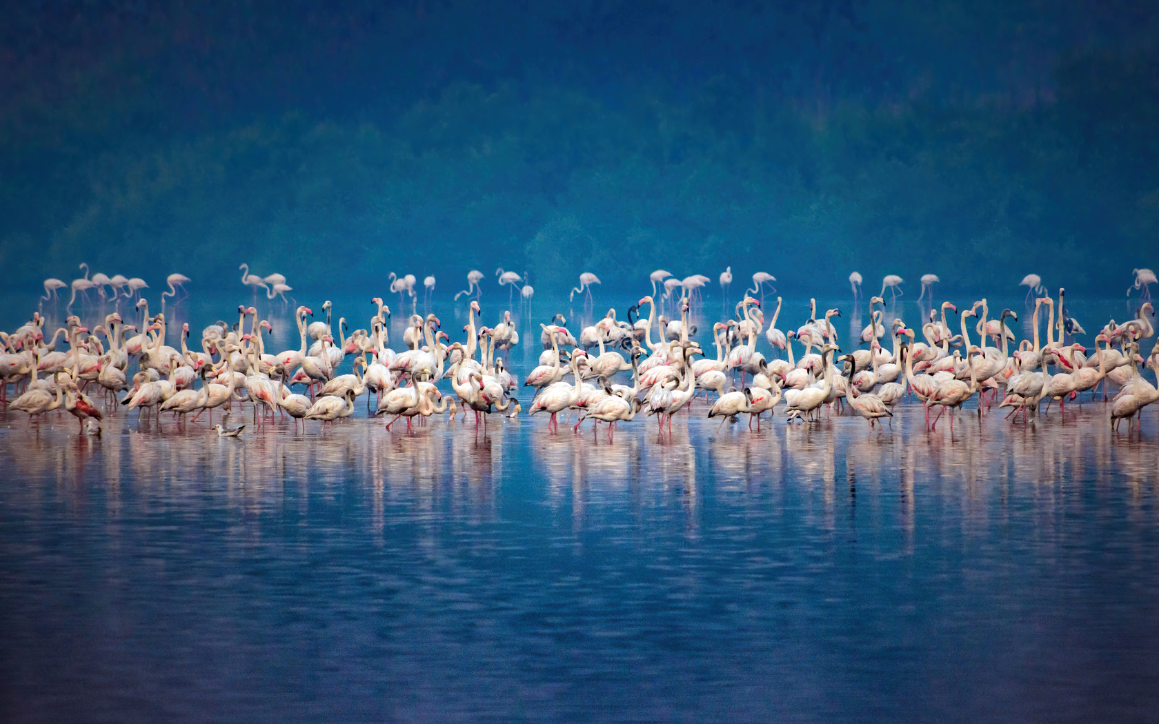 Стая розовых фламинго в воде