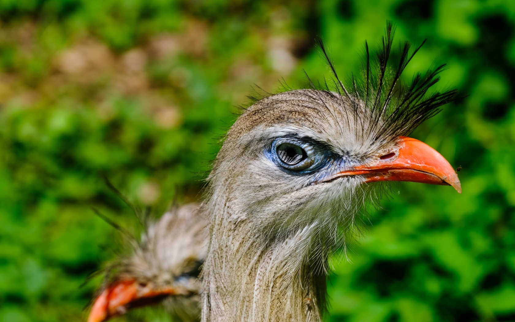 Смешная птица секретарь с острым клювом
