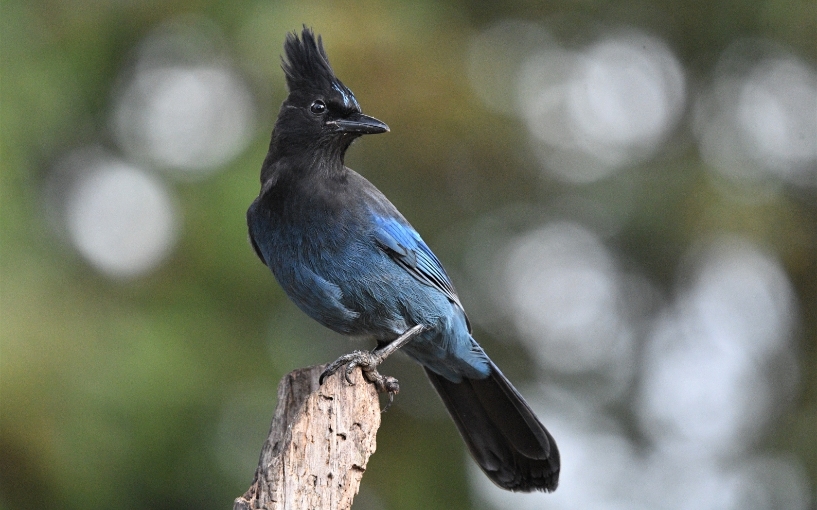 Большая стеллерова сойка крупным планом
