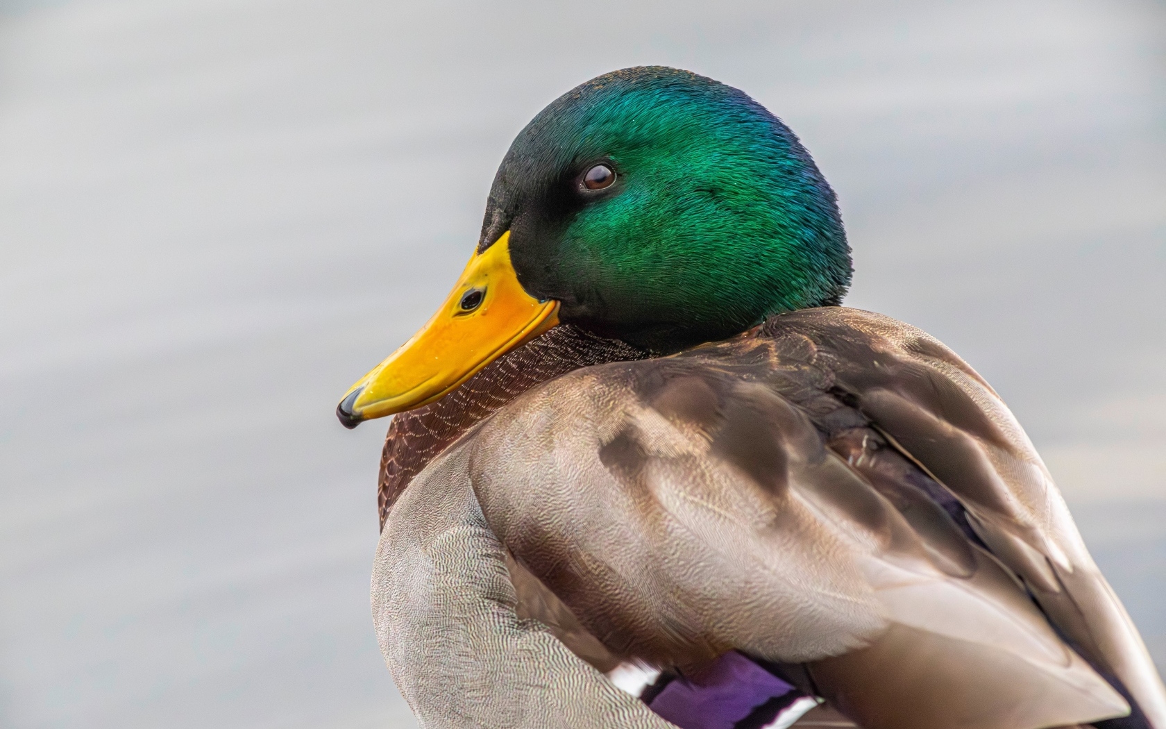 Зеленая голова у утки кряква