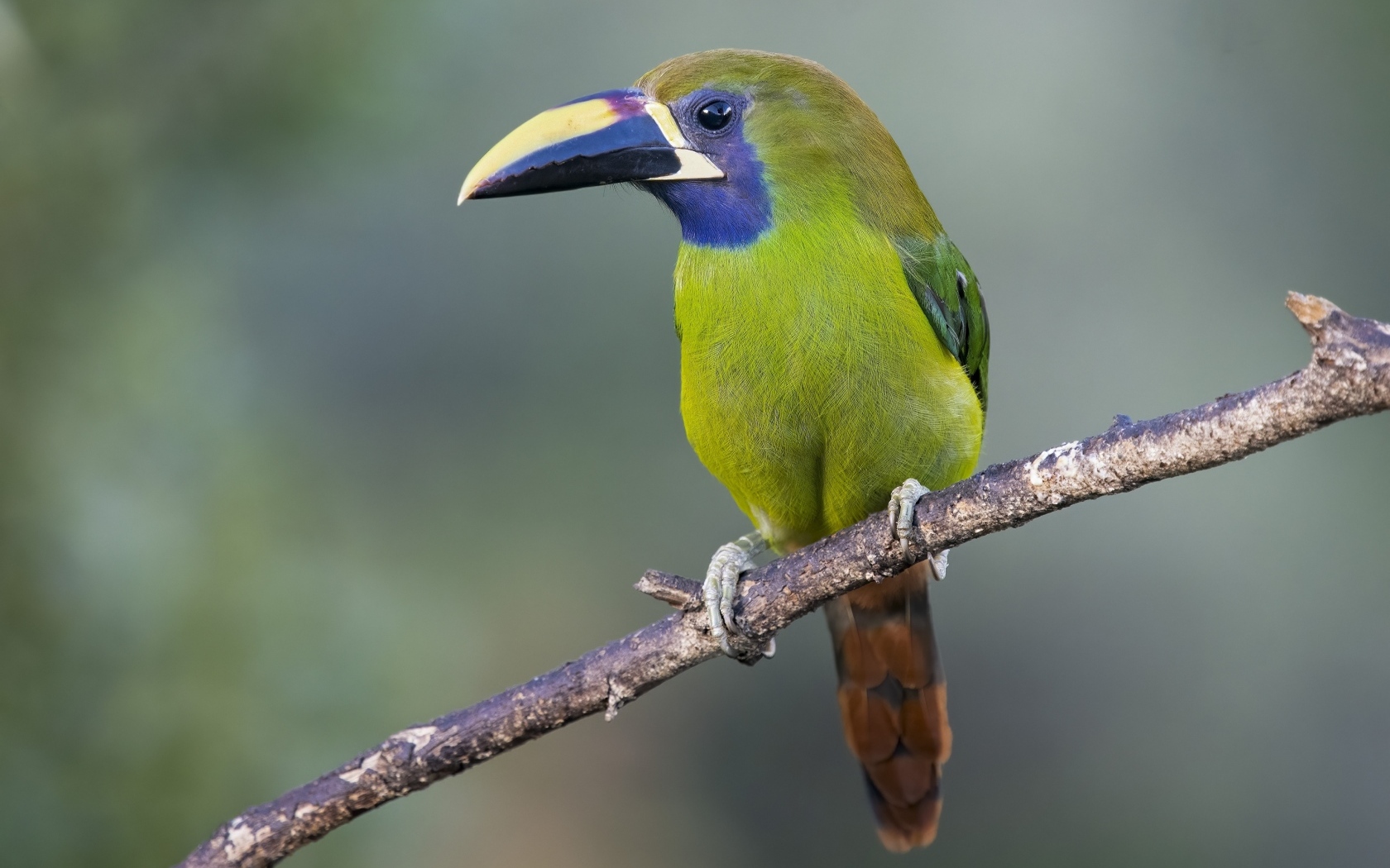 Зеленый тукан сидит на ветке