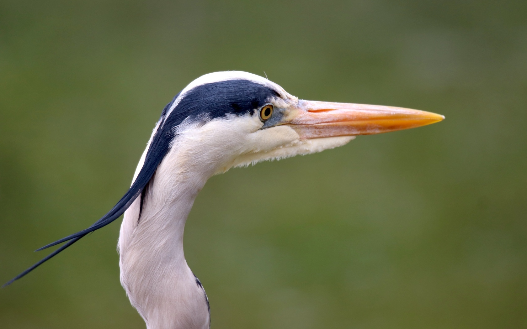 Голова цапли с острым клювом