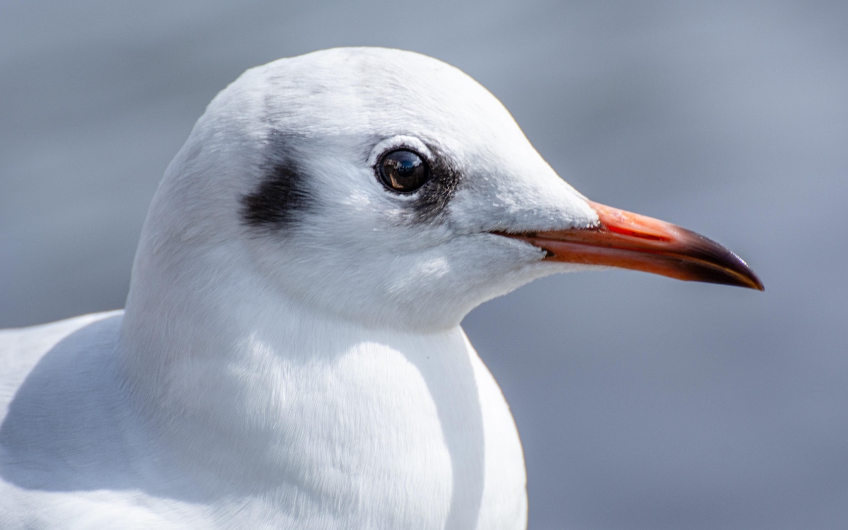 Голова чайки с острым клювом 