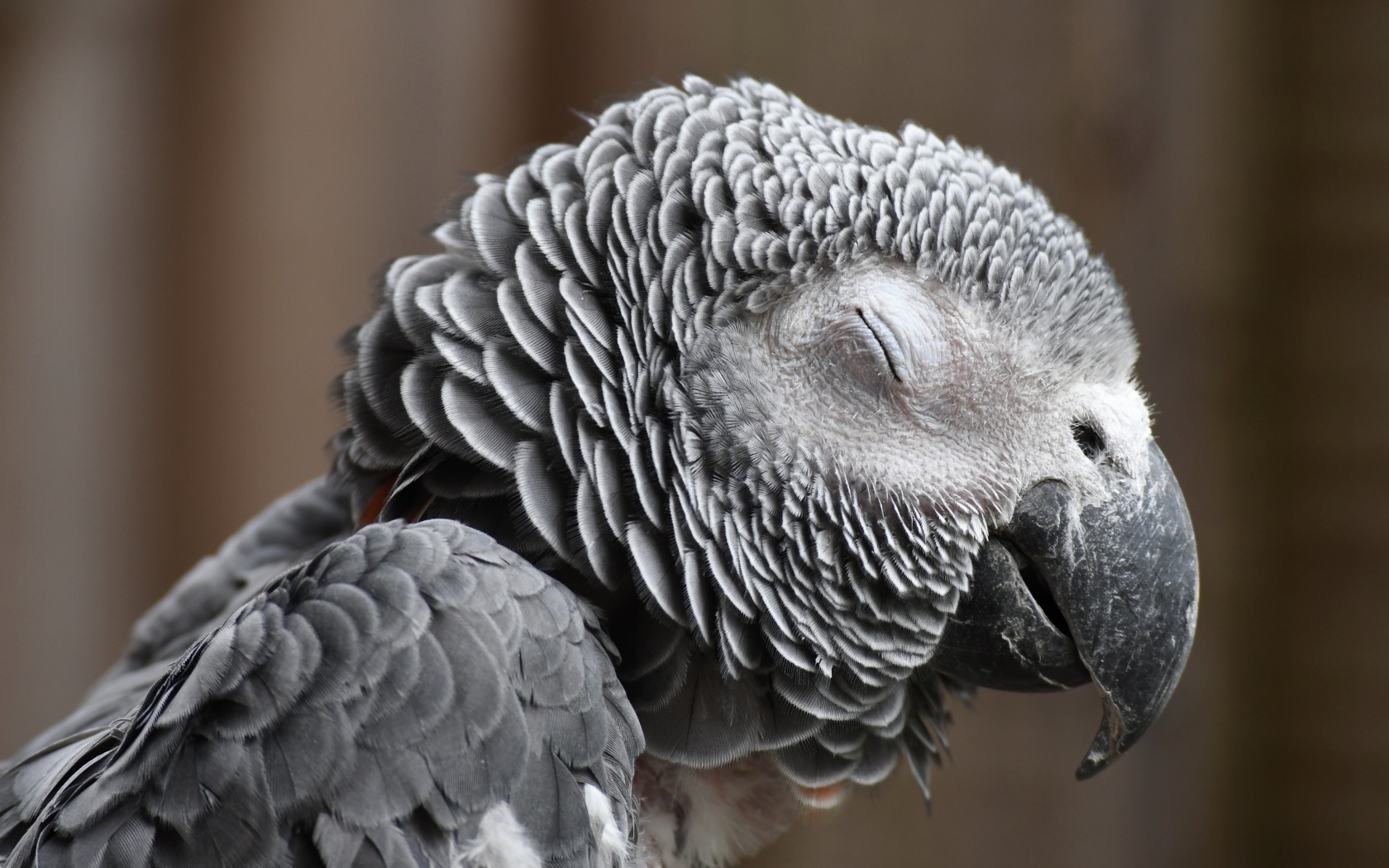 Попугай жако с закрытыми глазами