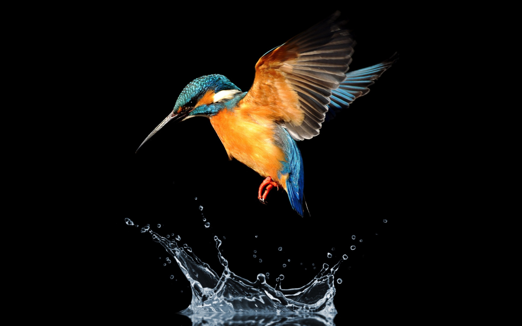 Птица зимородок над водой на черном фоне