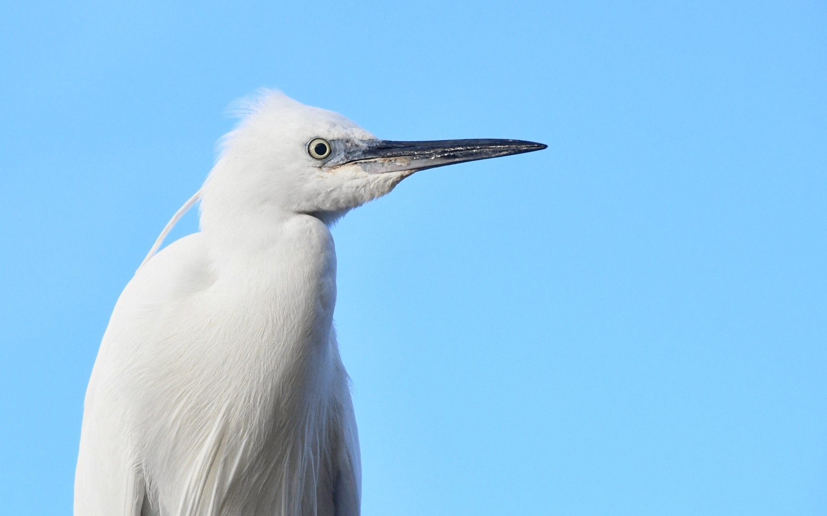 Большая белая птица с острым клювом на голубом фоне