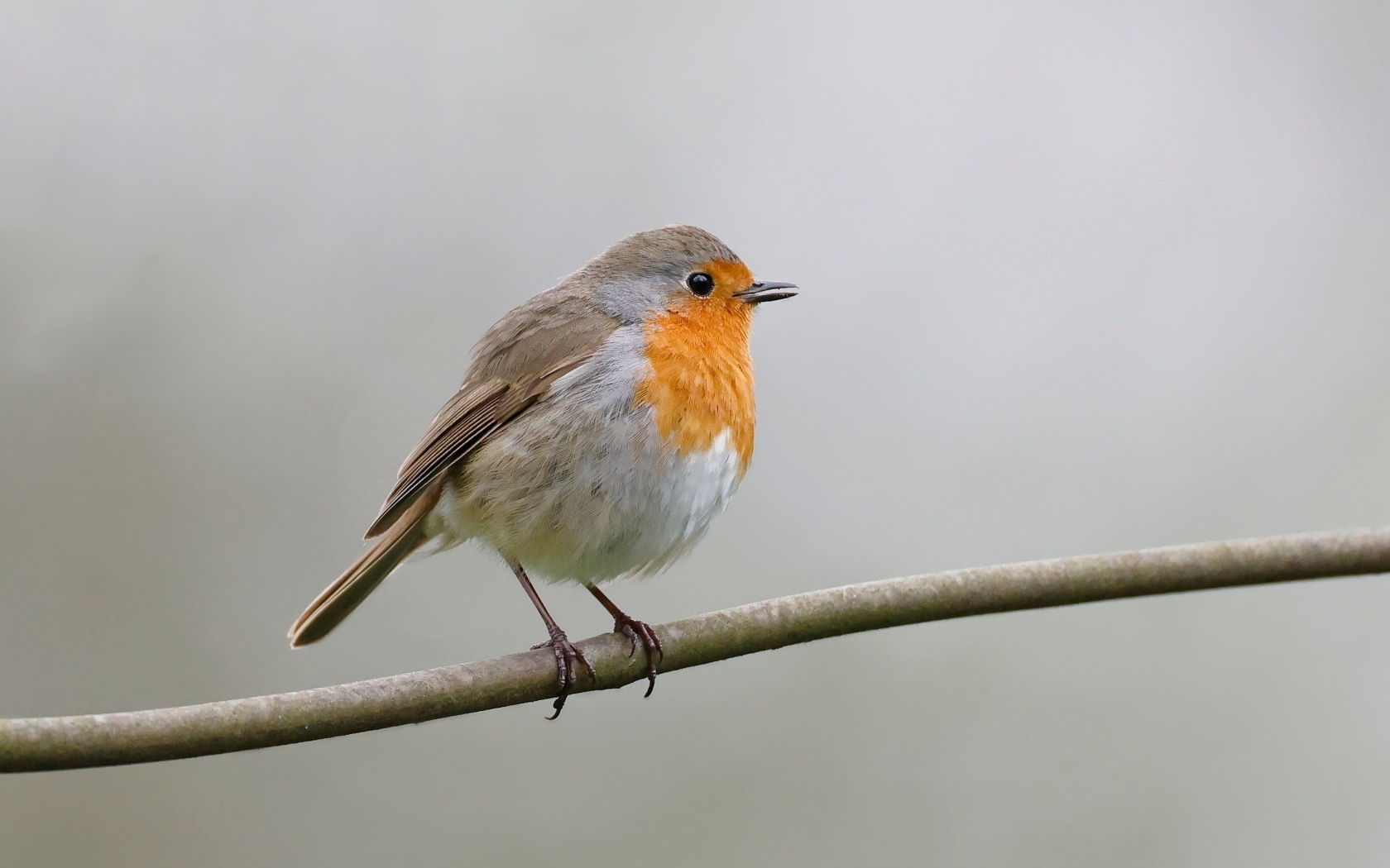 Маленькая европейская малиновка сидит на ветке