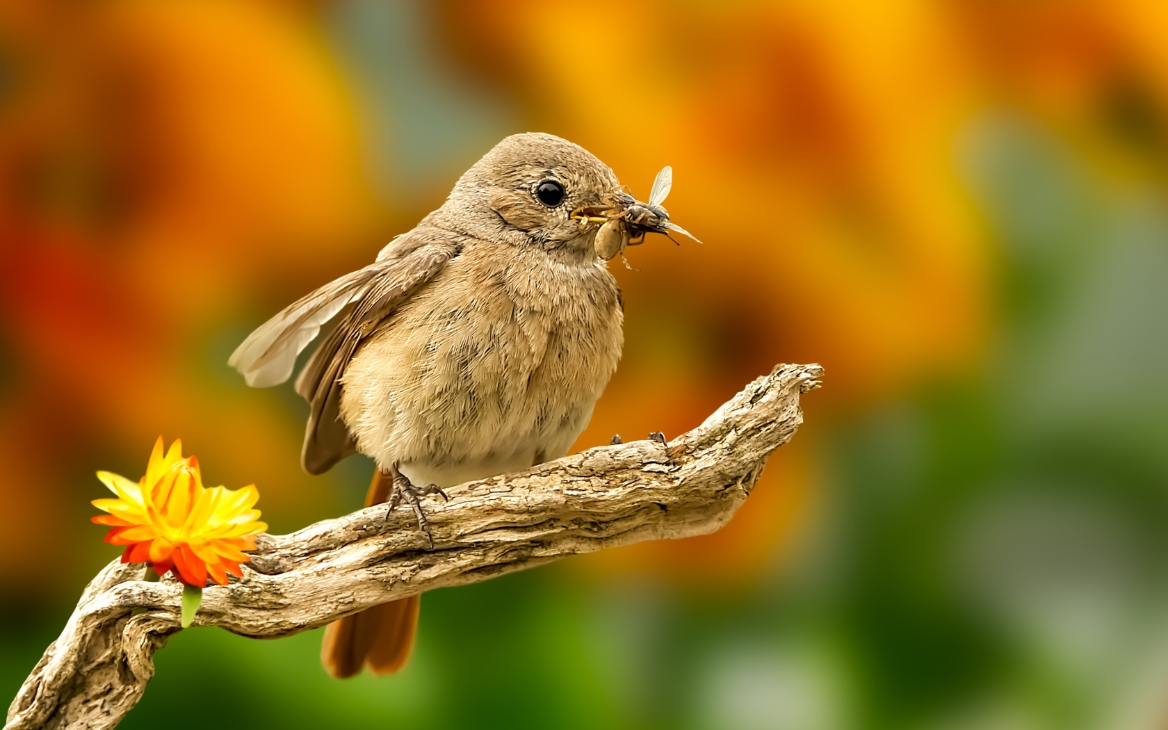 Маленькая птичка с насекомым в клюве 