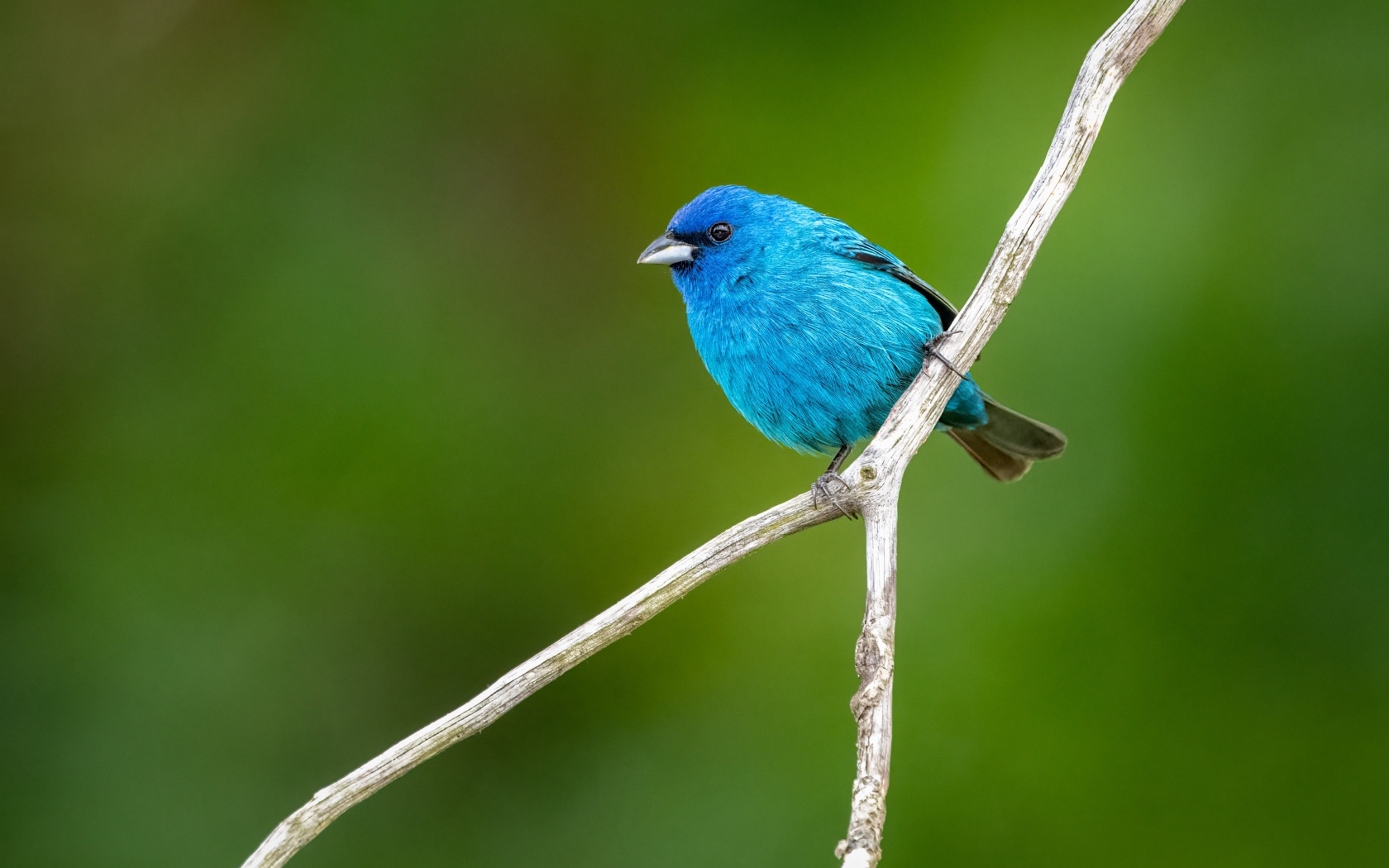 Маленькая голубая птичка сидит на ветке