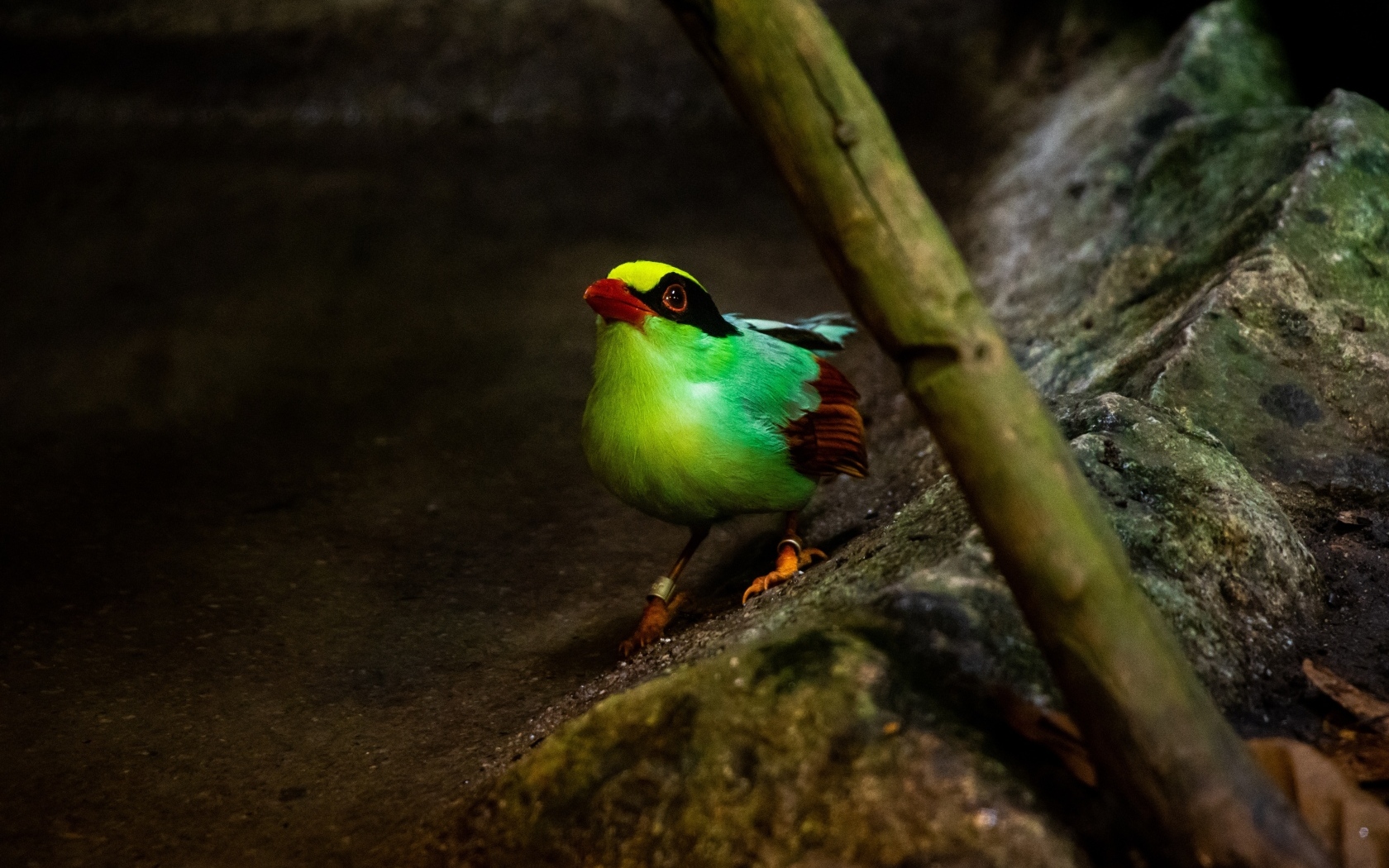 Маленькая зеленая птица на камне