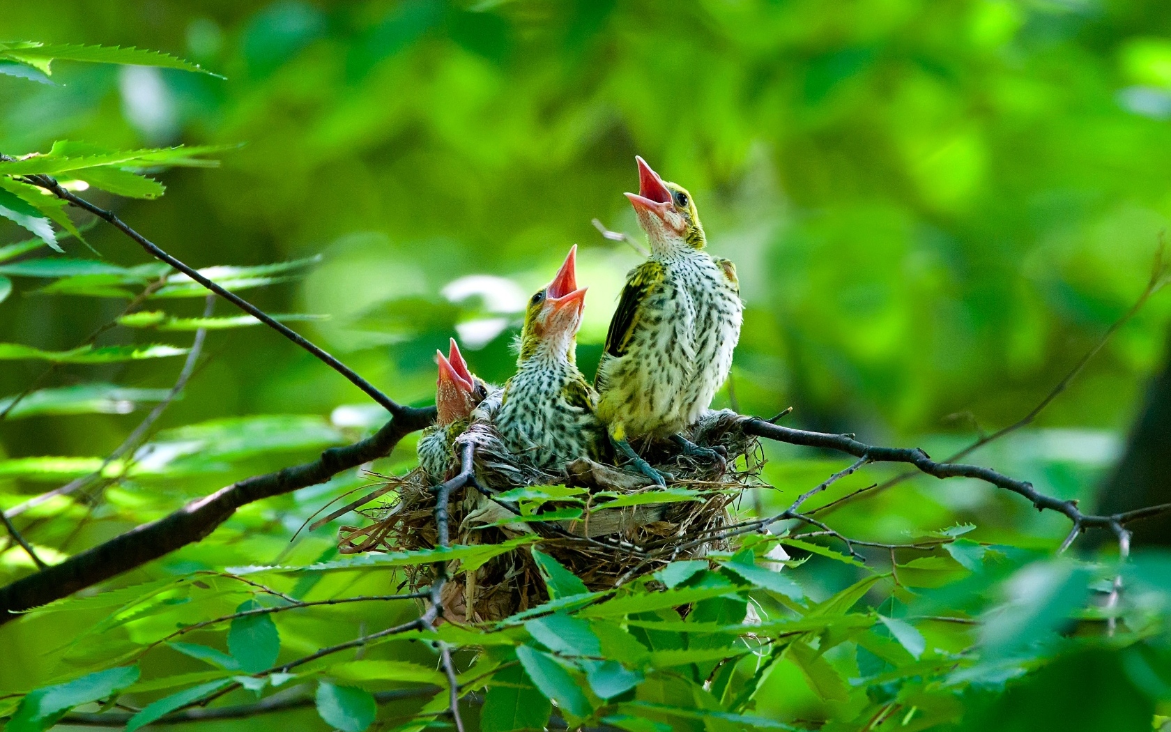 Птенцы иволги в гнезде