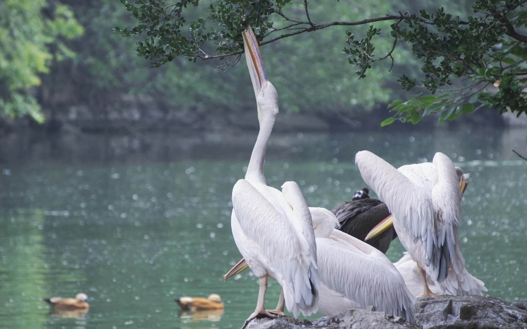 Пеликаны пьют воду сидя на камне