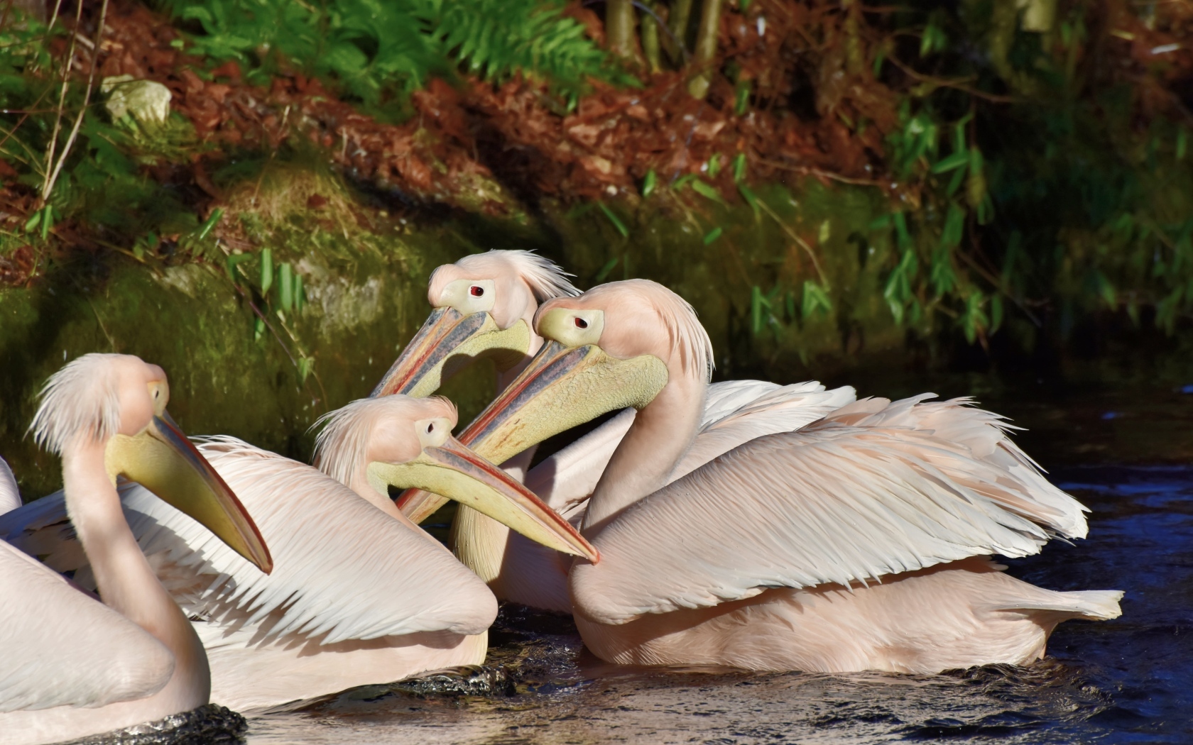 Пеликаны сидят в воде
