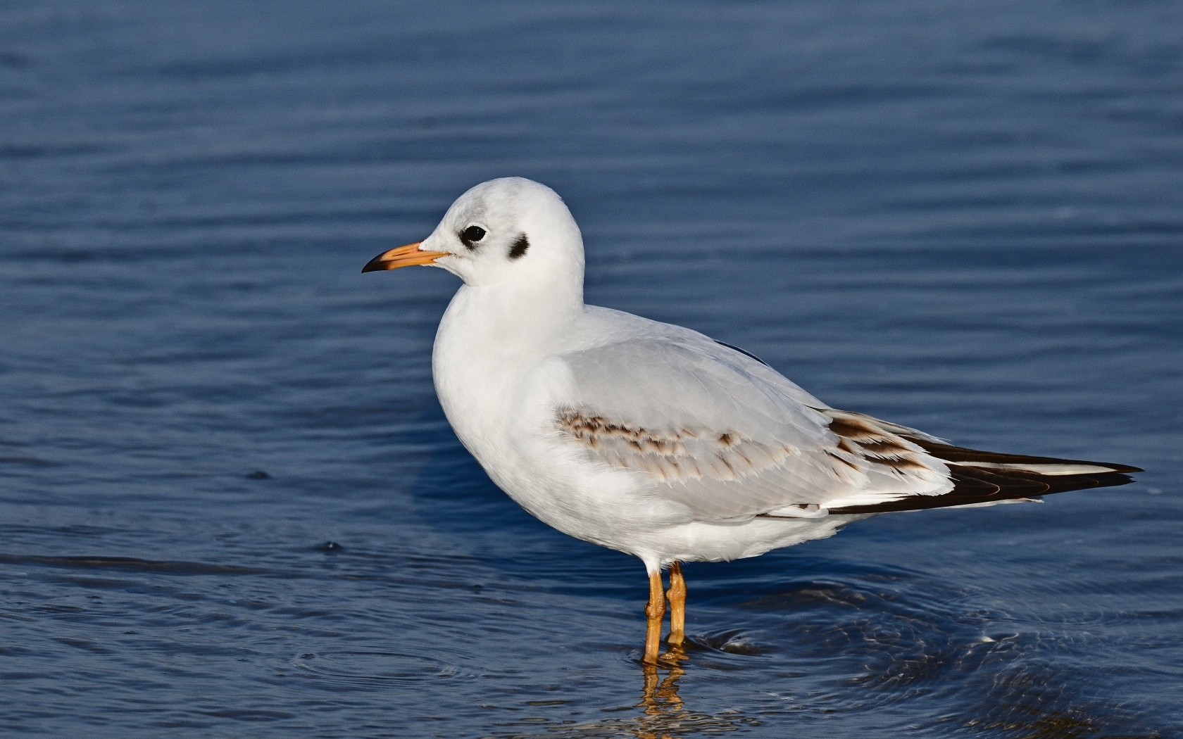 Чайка стоит в воде