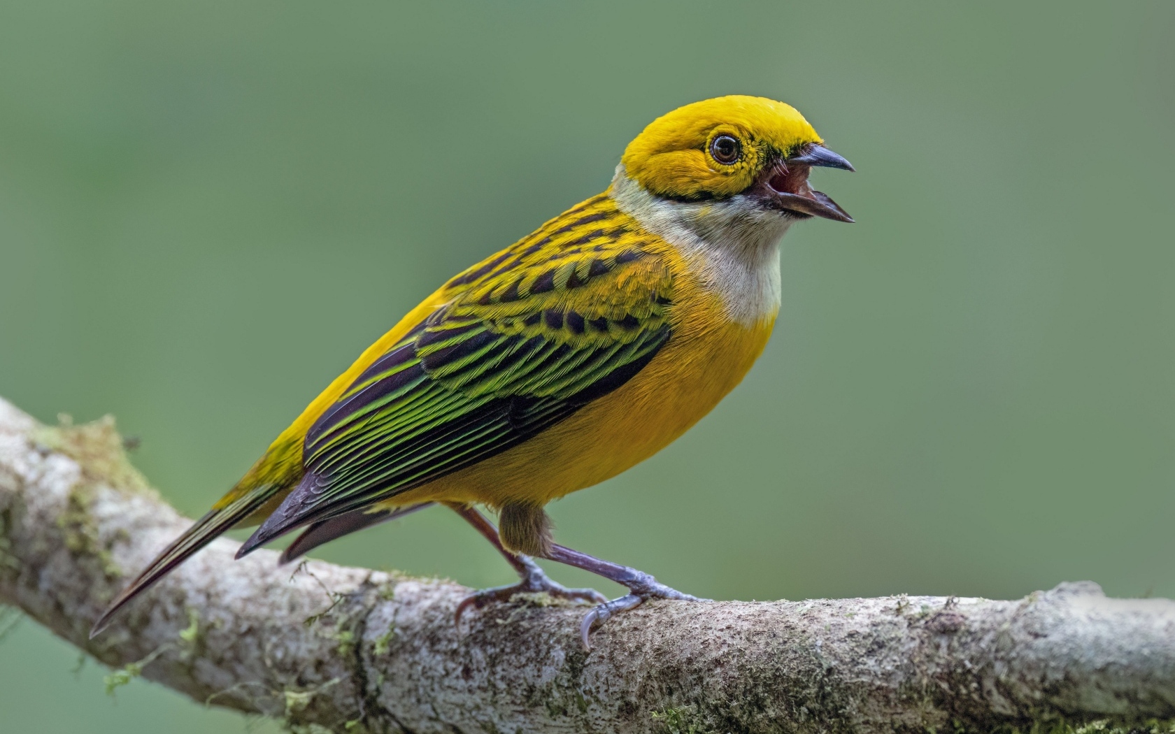 Серебряногорлая танагра сидит на ветке