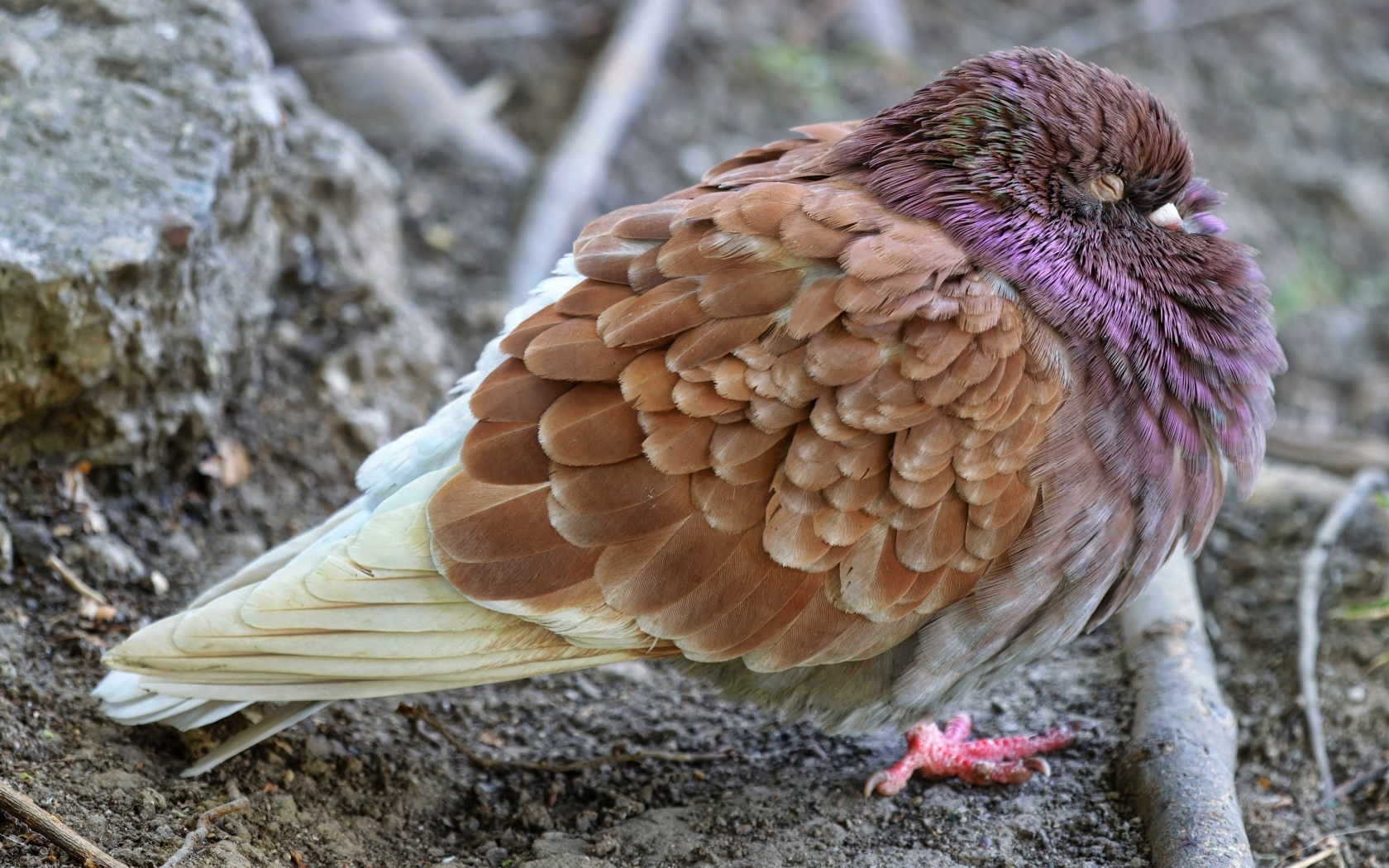 Спящий голубь на земле