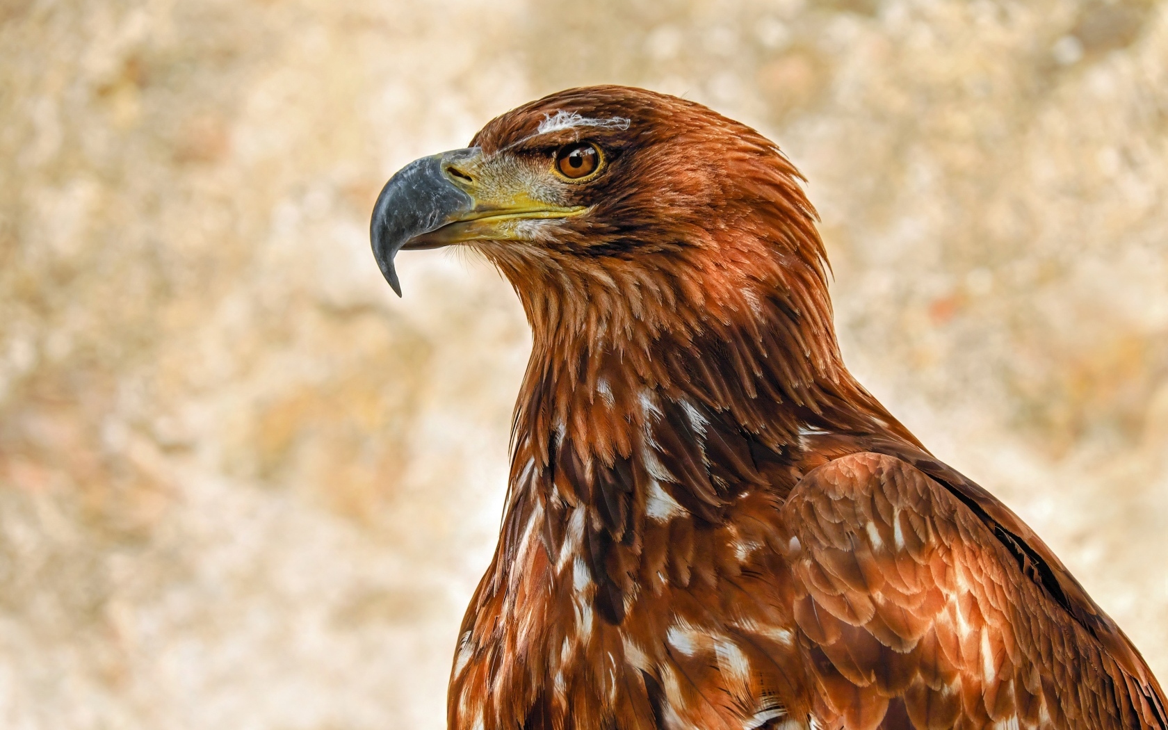 Большой острый клюв у хищного орла