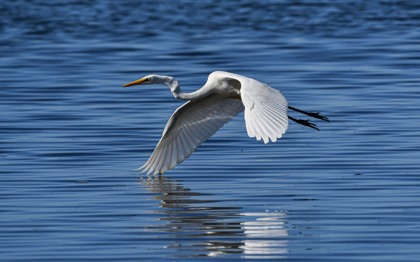 Белая цапля летит на водой