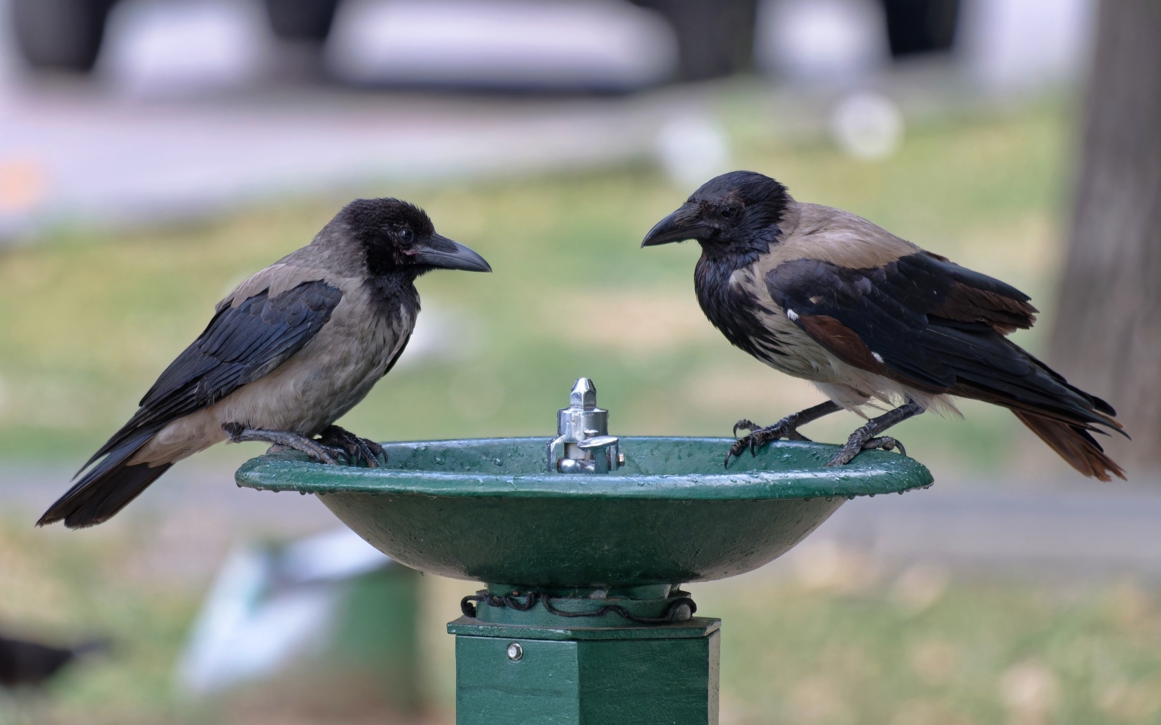 Две вороны у водопоя