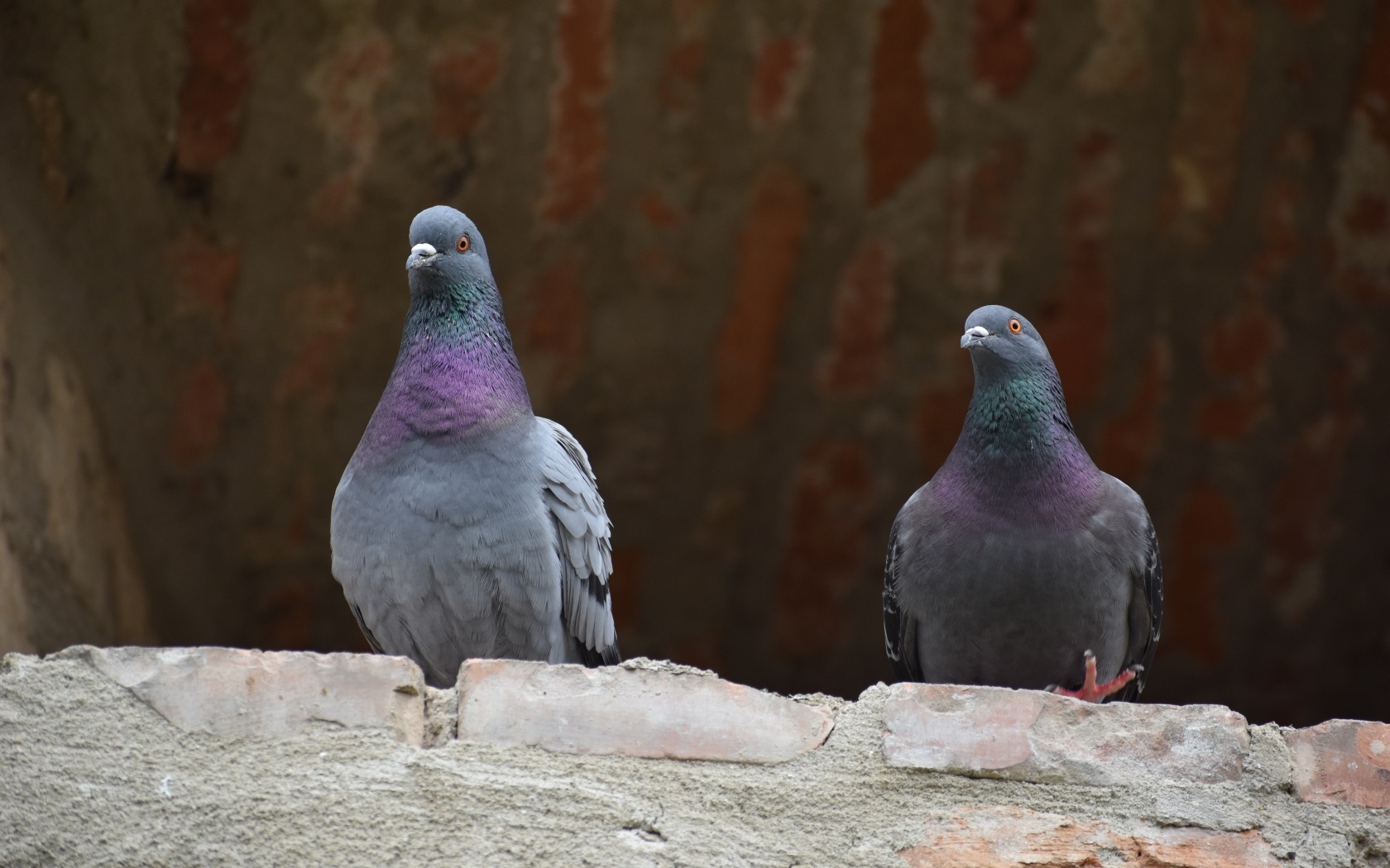Два серых голубя под крышей