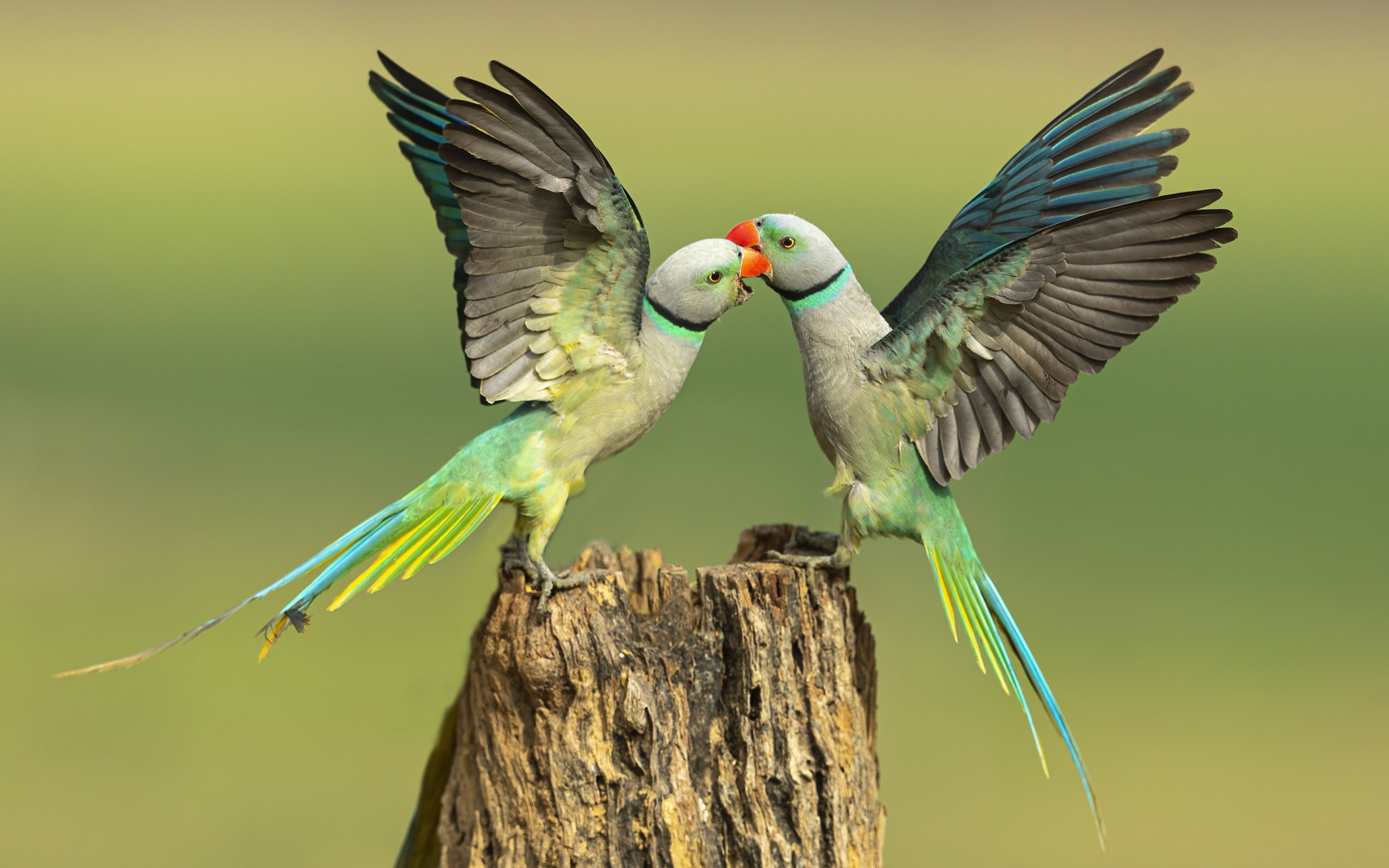 Два зеленых попугая на пне