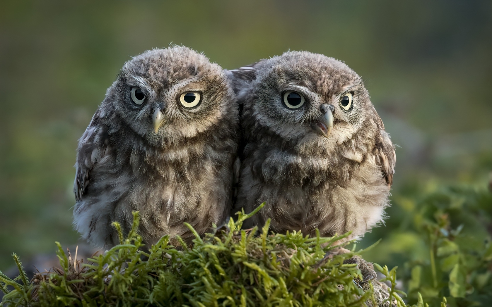 Два маленьких совенка в лесу