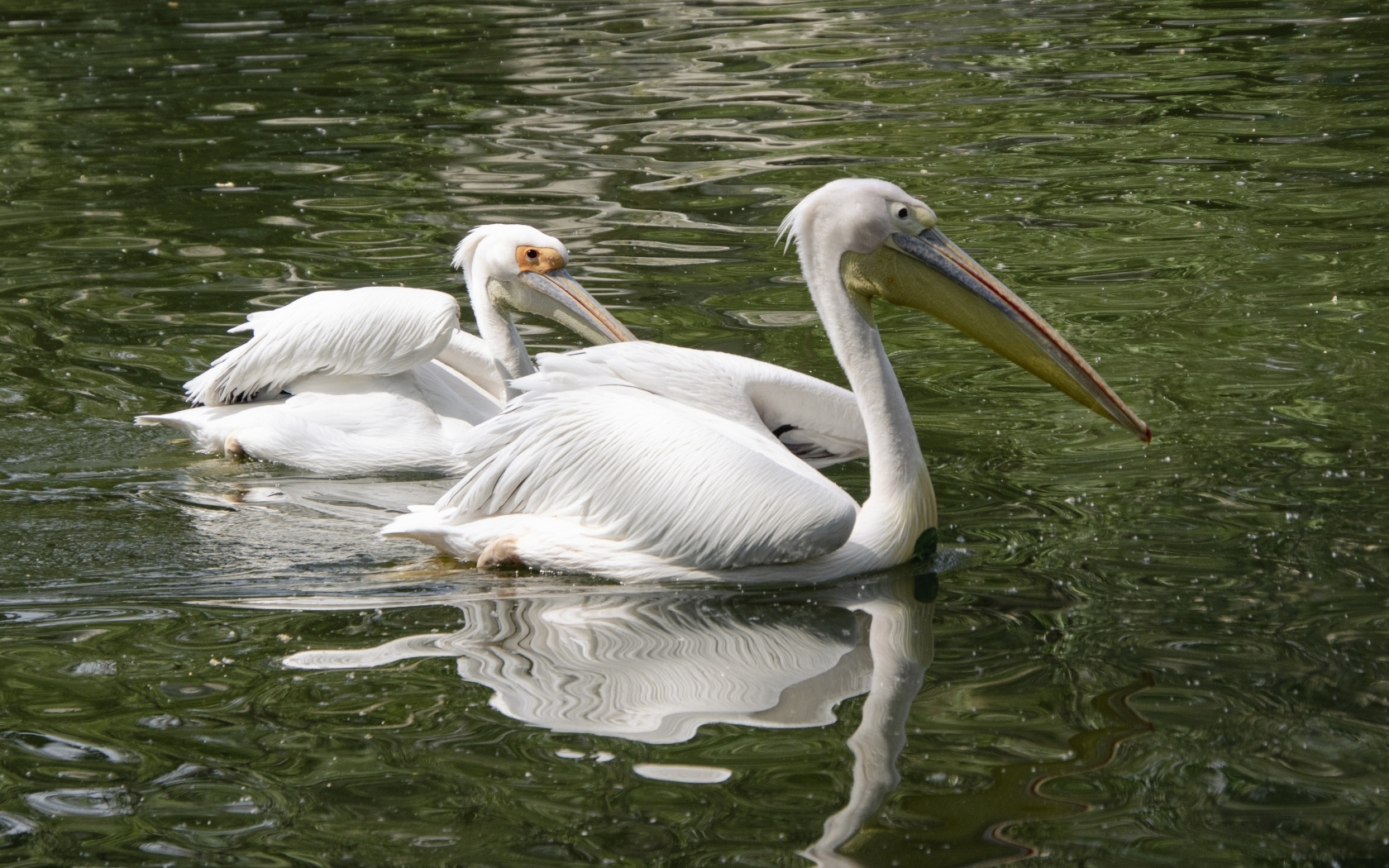 Два пеликана плавают в воде