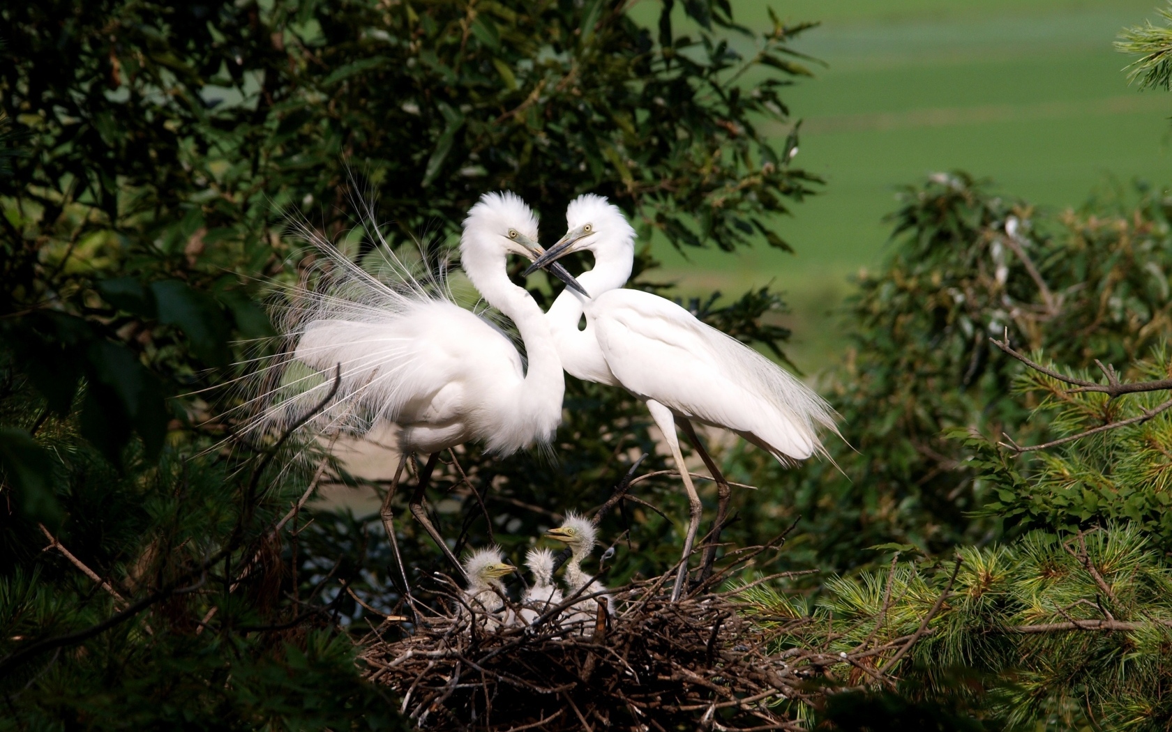 Две белые цапли с птенцами в гнезде