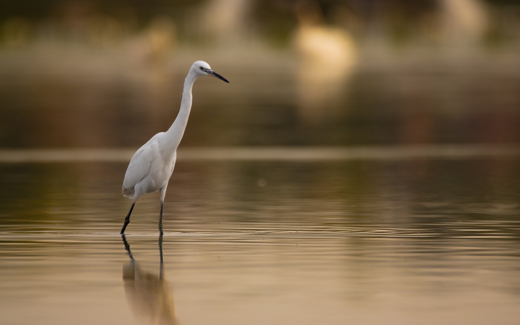 Белая цапля охотится в воде