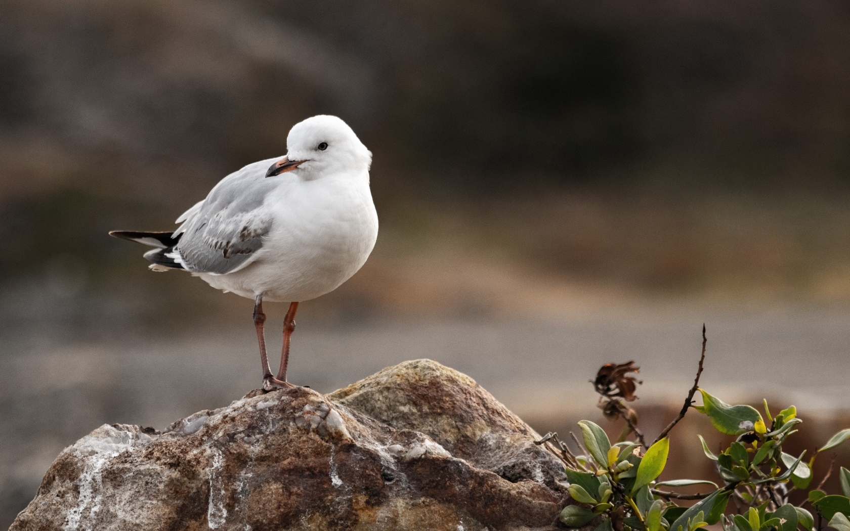 Белая маленькая чайка сидит на камне