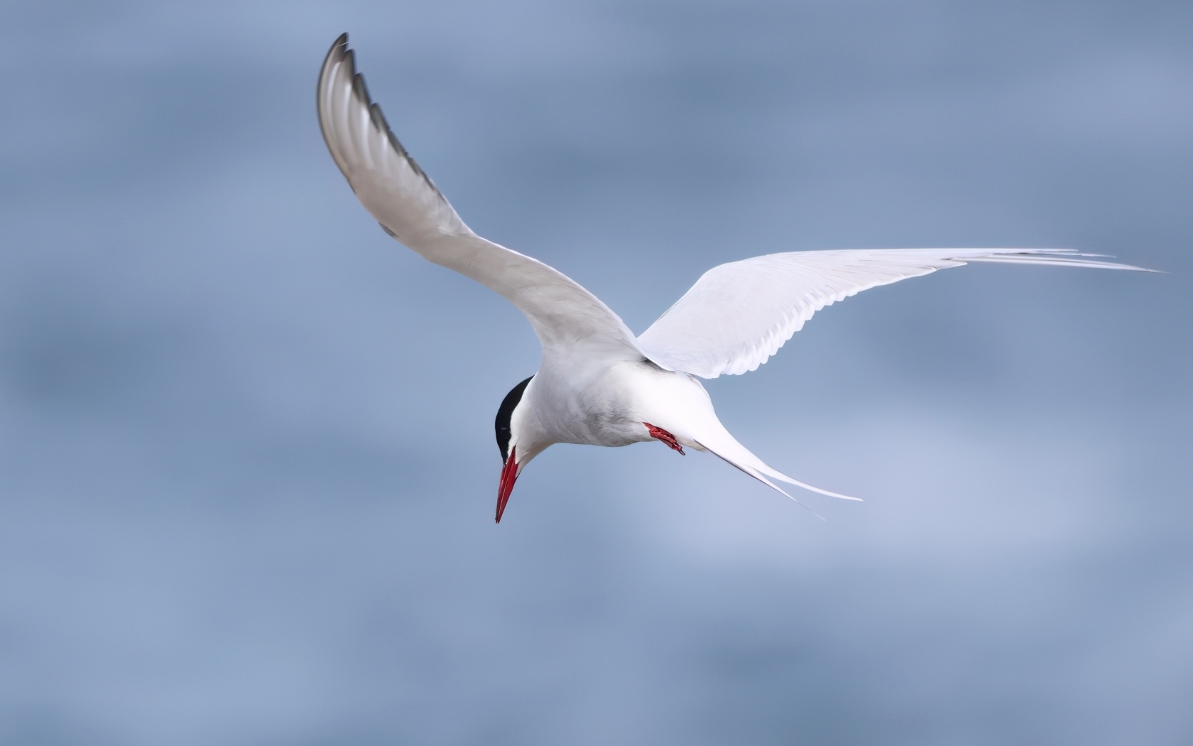Белая чайка парит в голубом небе