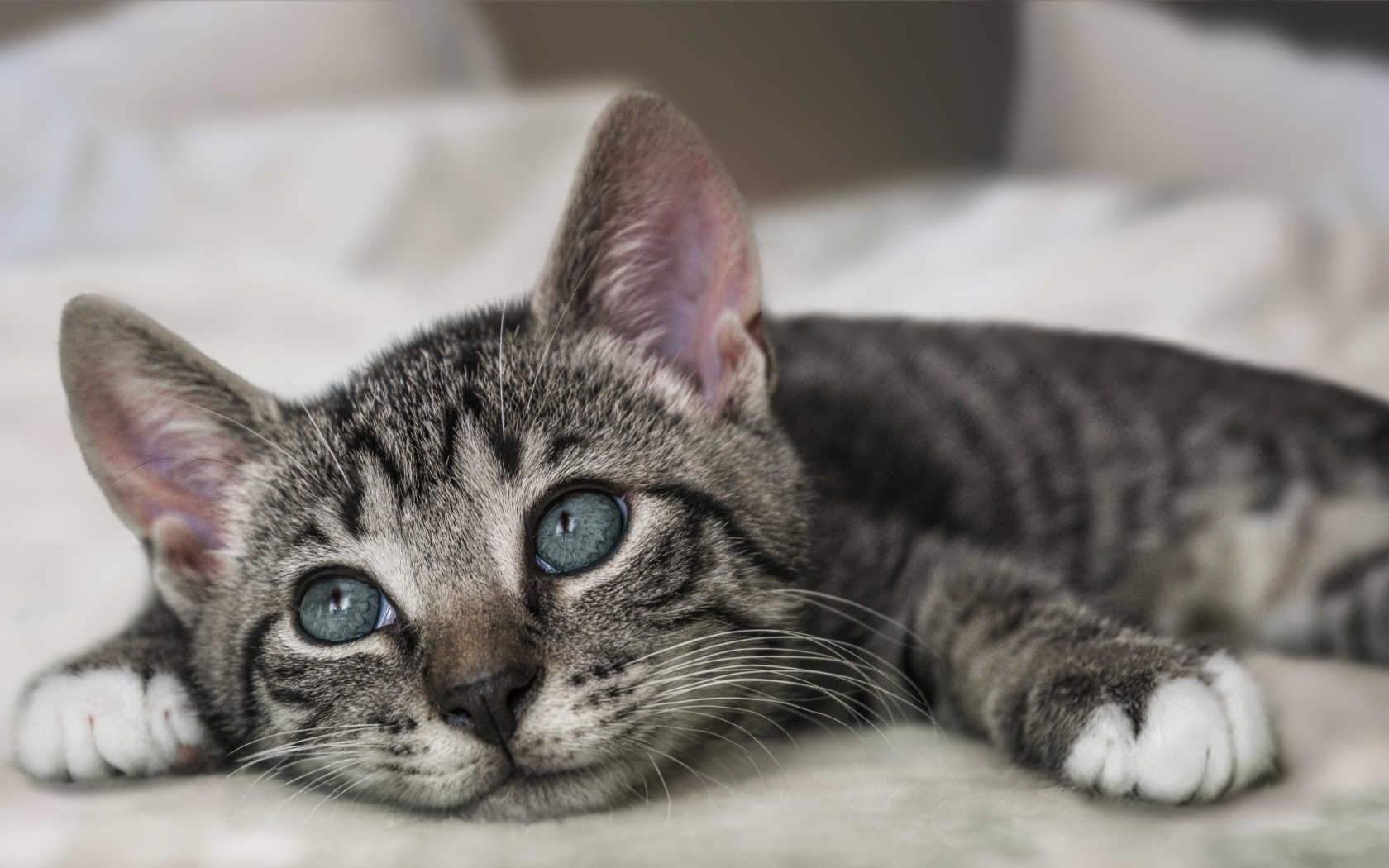 Красивый серый котенок лежит на кровати