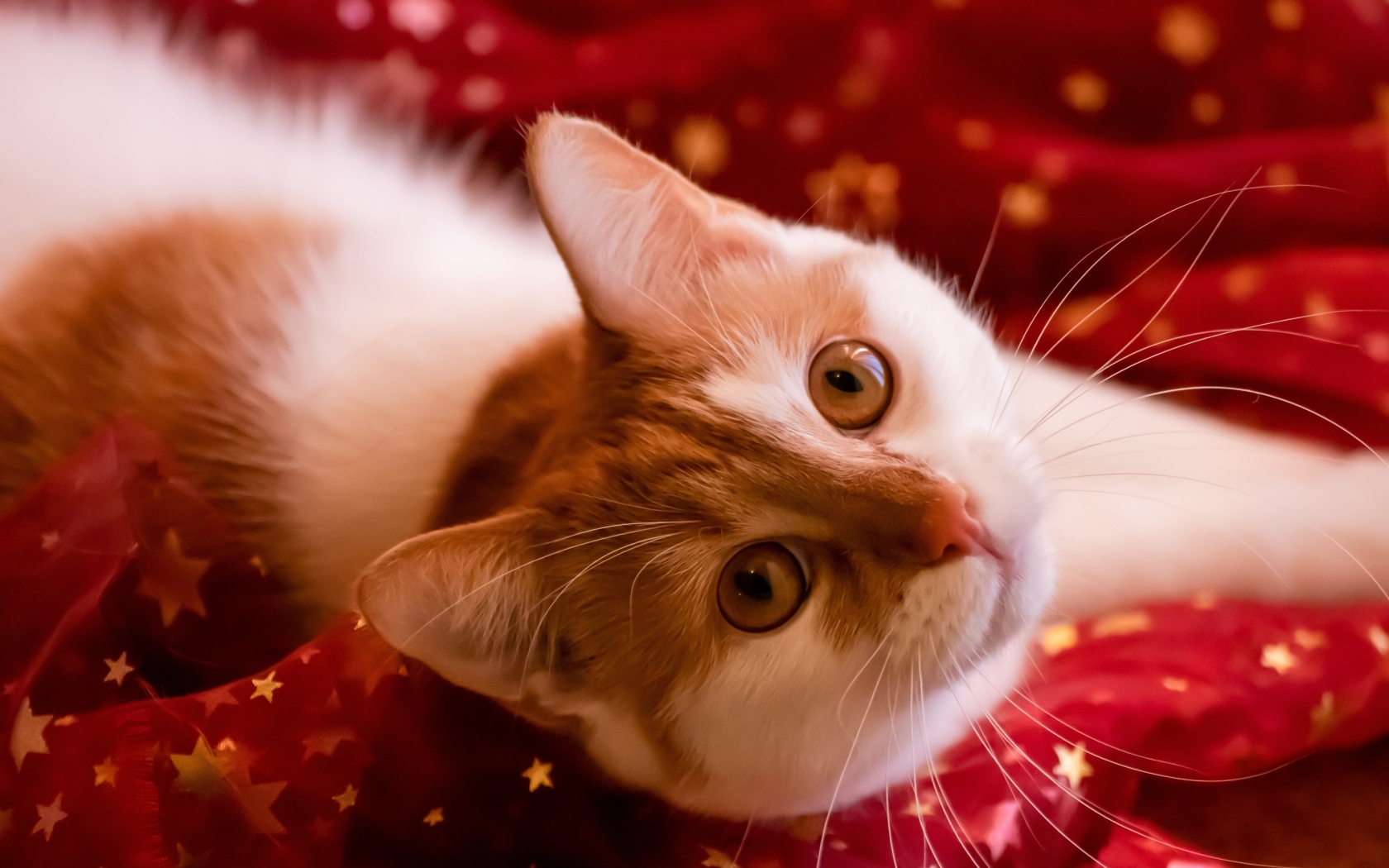 Красивые рыжие глаза у домашнего кота