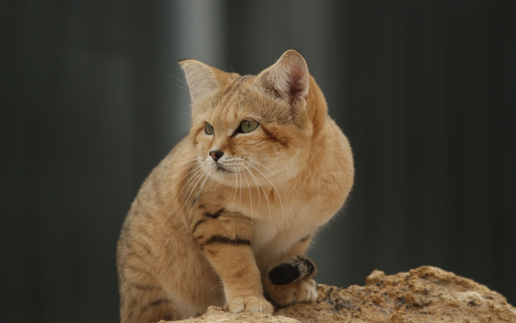 Красивый дикий барханный кот 