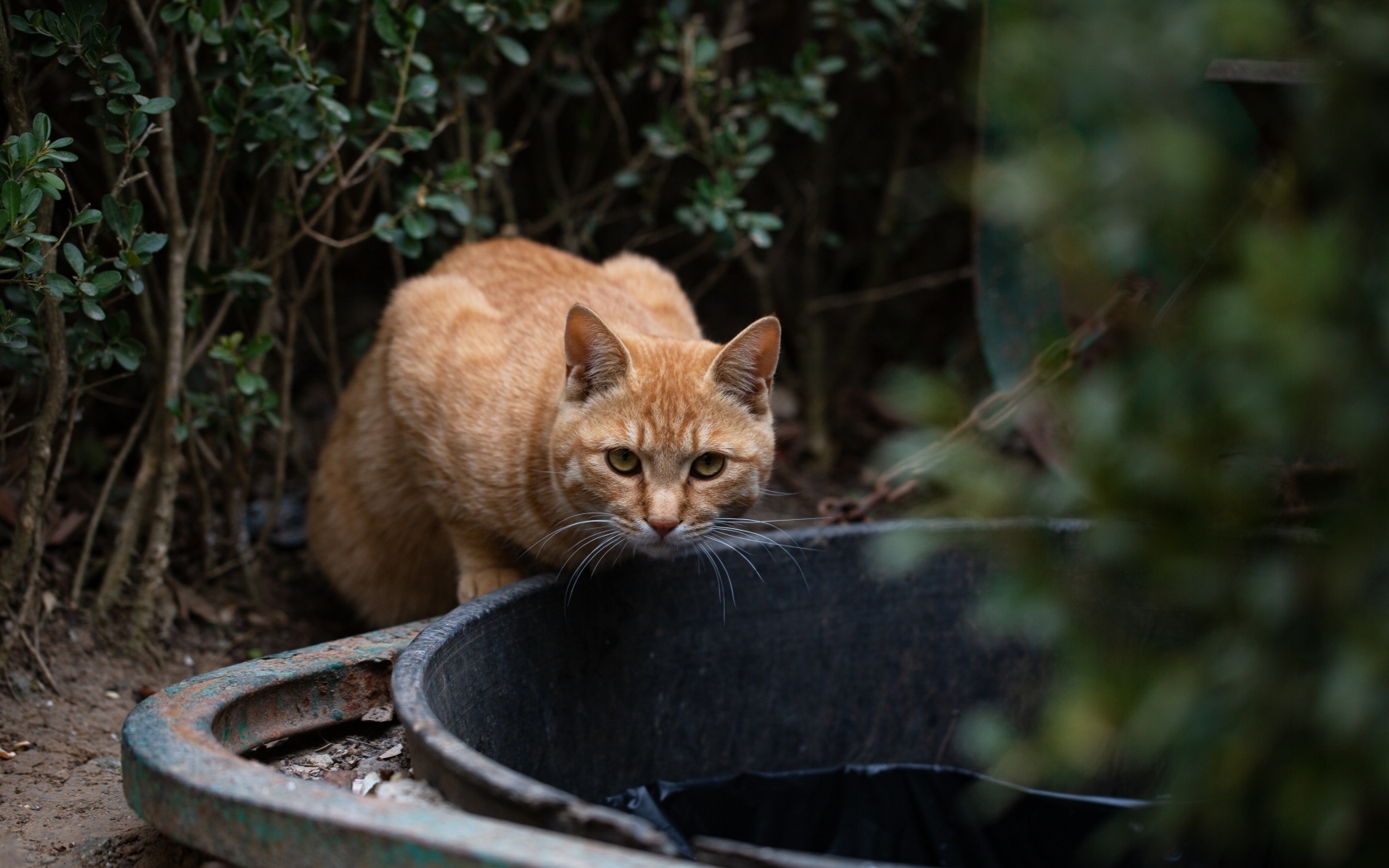 Рыжий кот пьет воду 