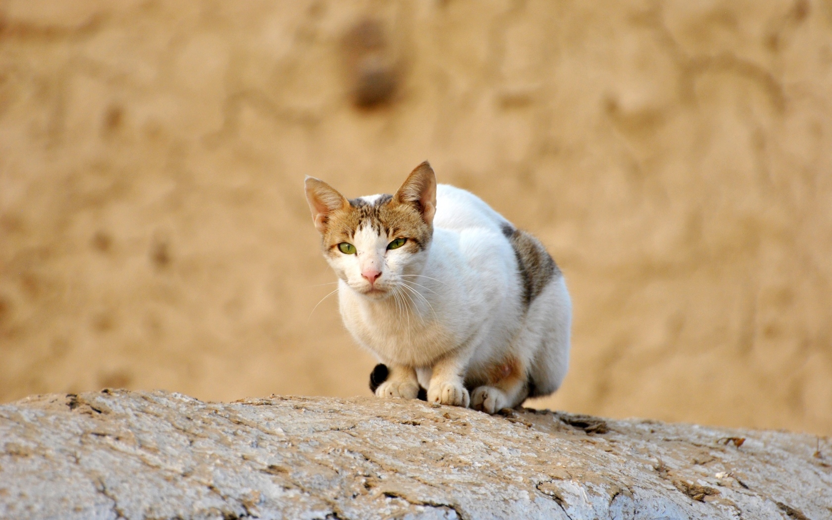 Грустный бродячий кот сидит на камне