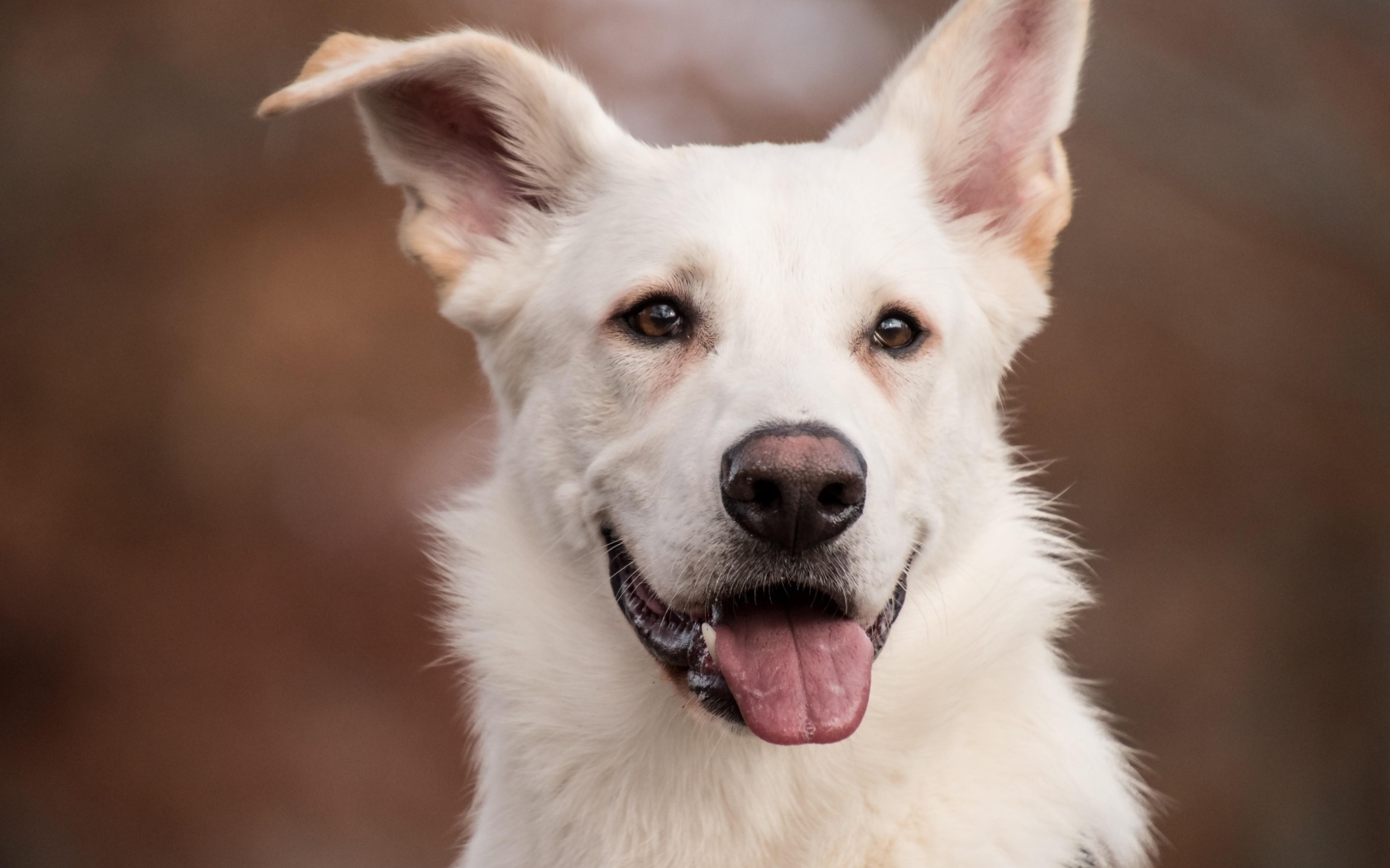 Большой белый пес с высунутым языком