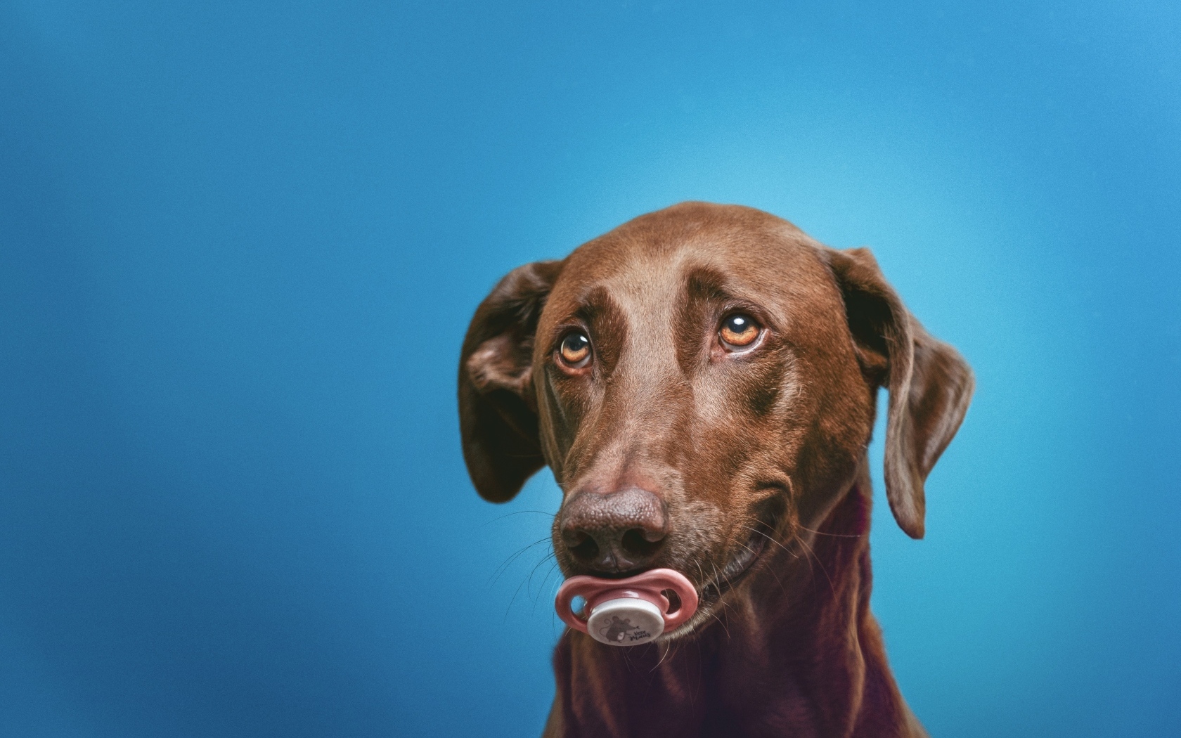 Коричневый лабрадор с соской в зубах