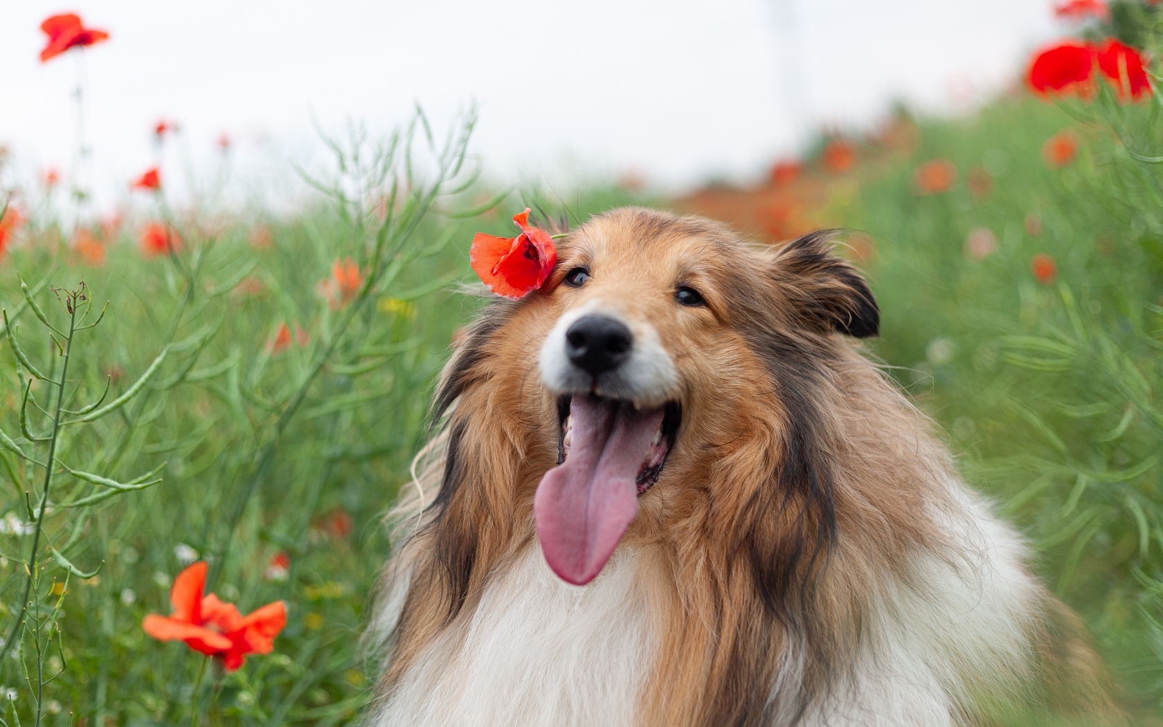Collie with tongue hanging out sitting in the grass