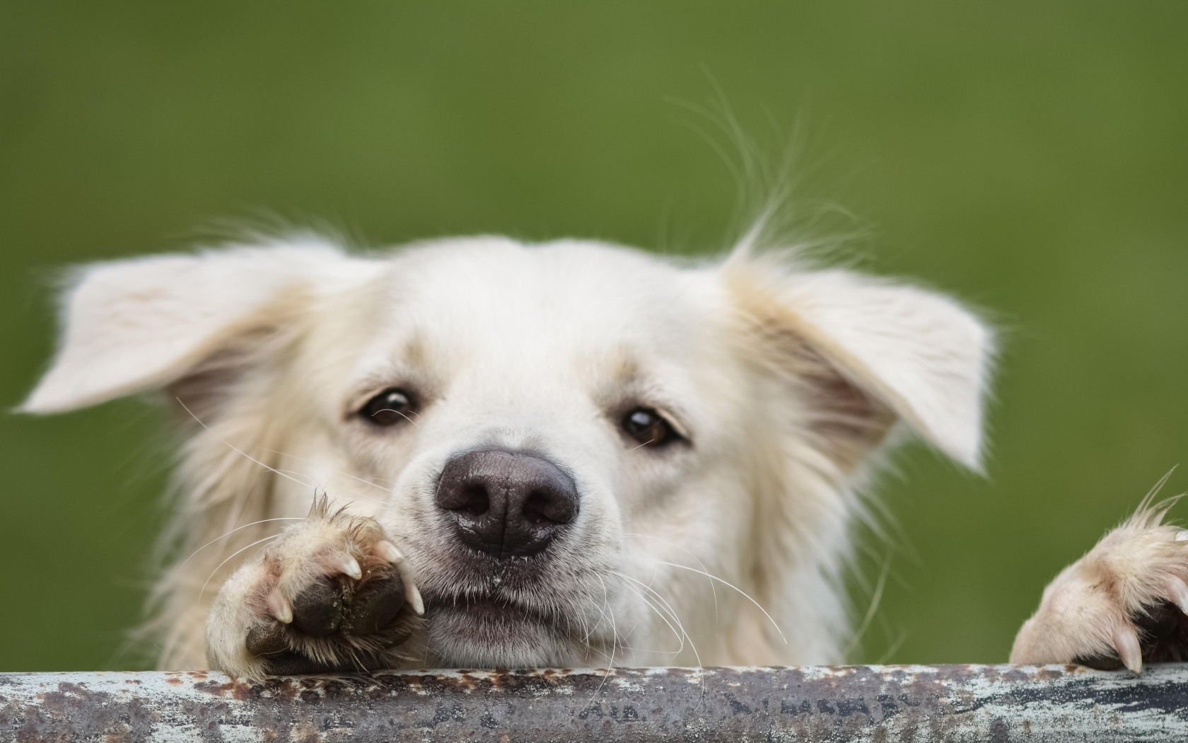 Любопытный белый пес 