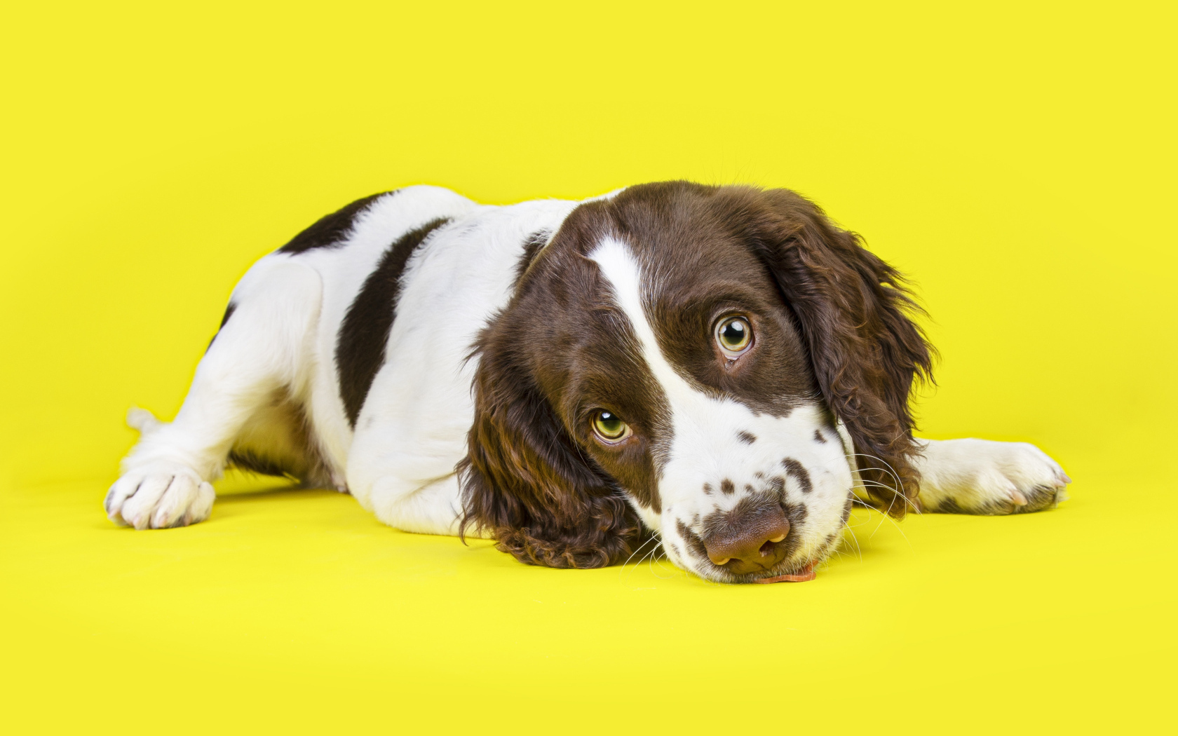 Милый щенок спаниеля на желтом фоне