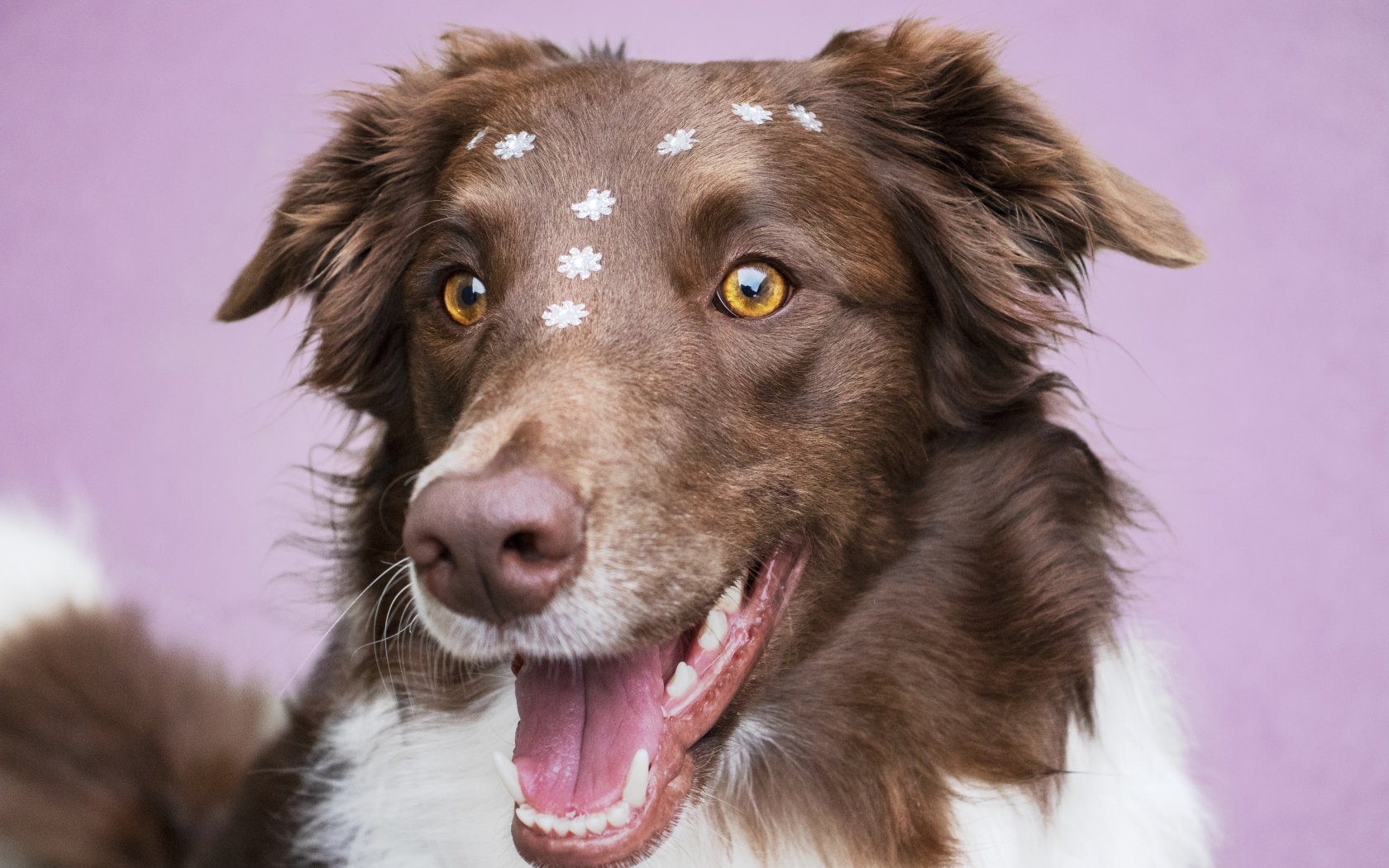 Довольный пес породы бордер колли