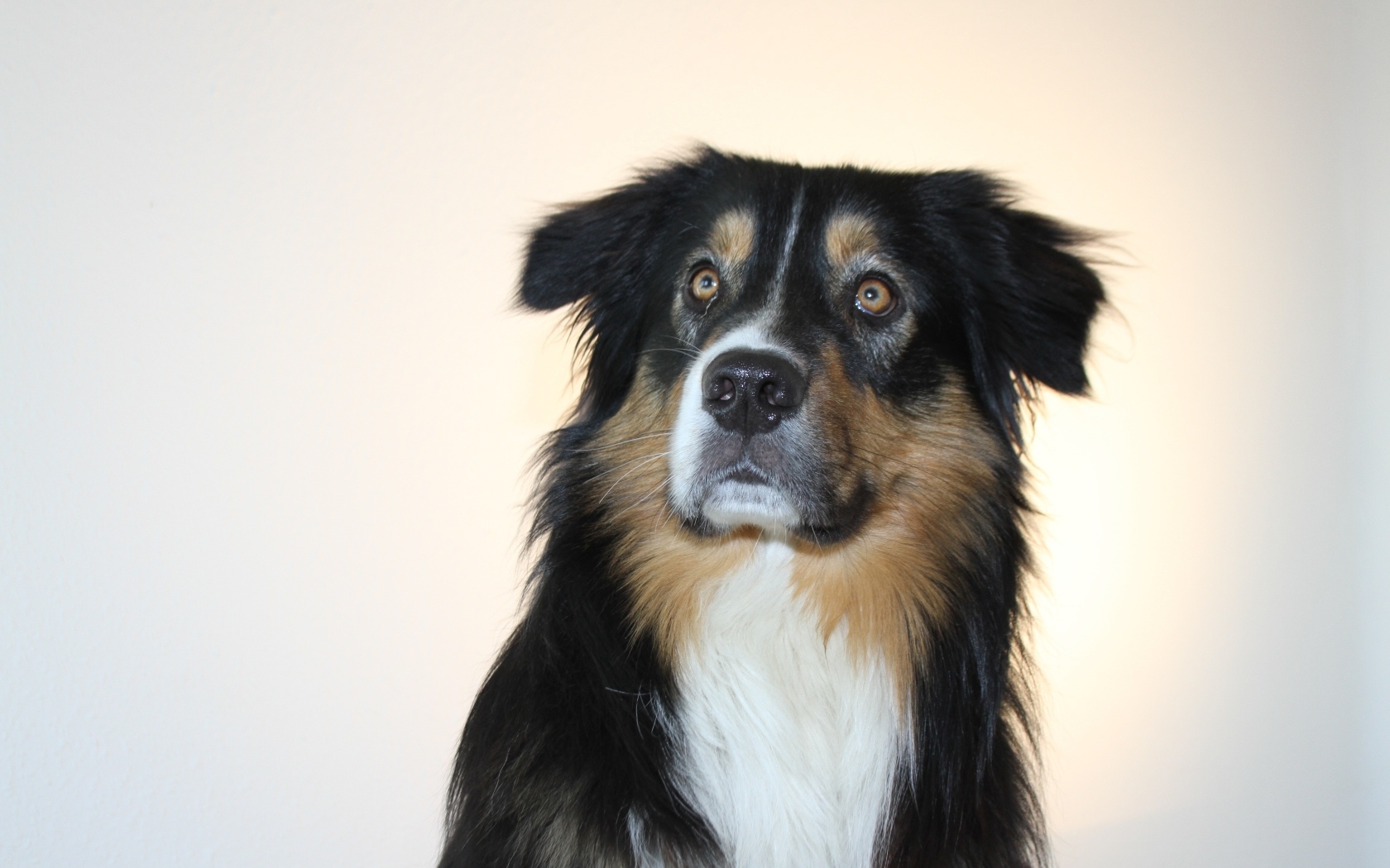 Взгляд умной собаки на сером фоне