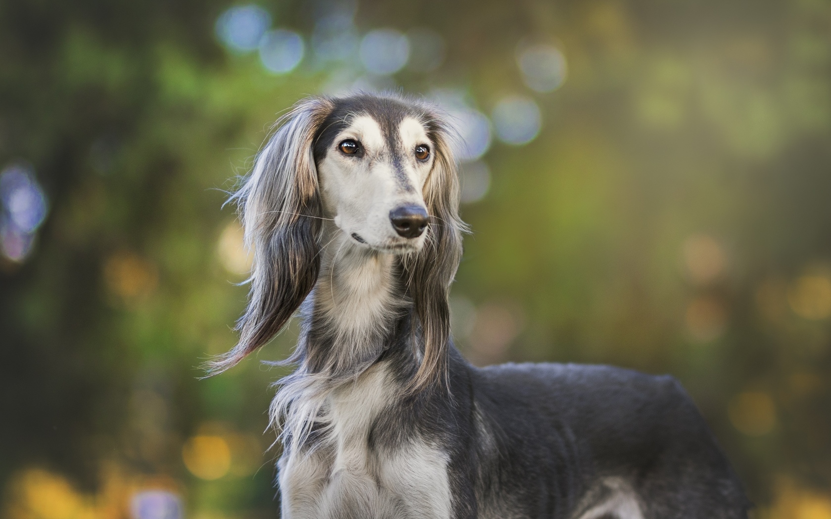 Породистая охотничья собака