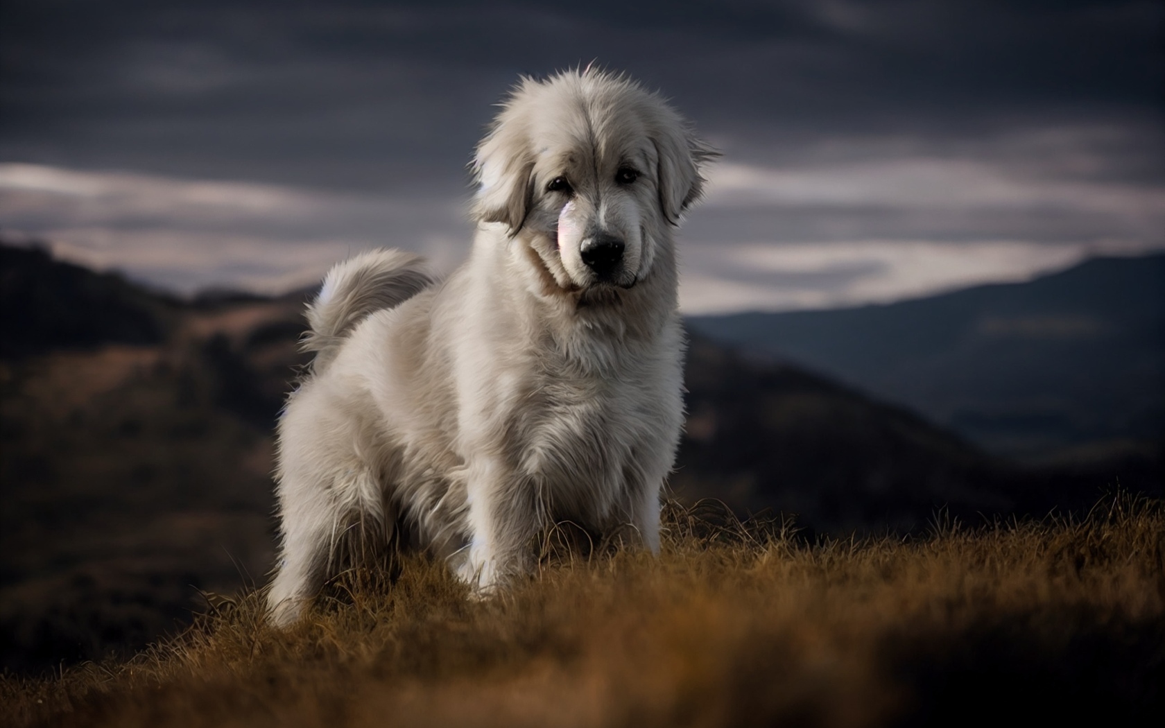 Пиренейская горная собака стоит на траве