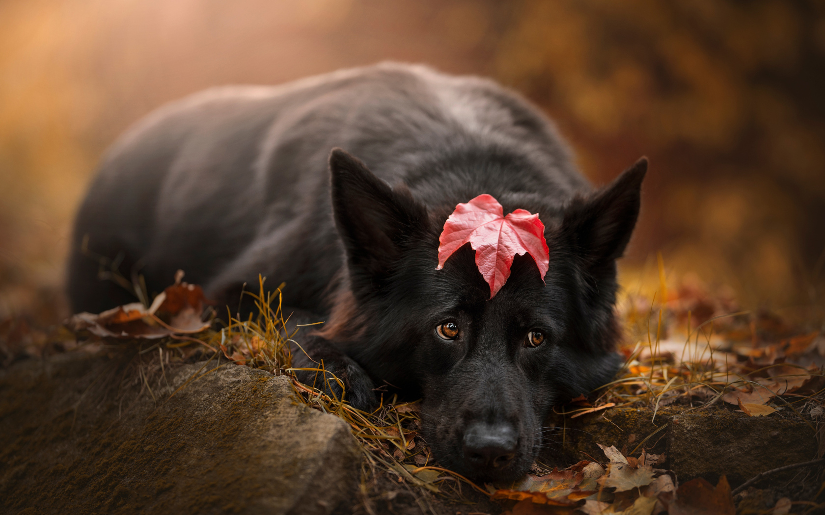 Грустный пес лежит на холодной земле