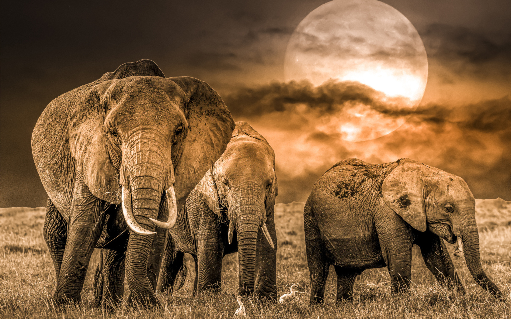 Стадо слонов на фоне луны