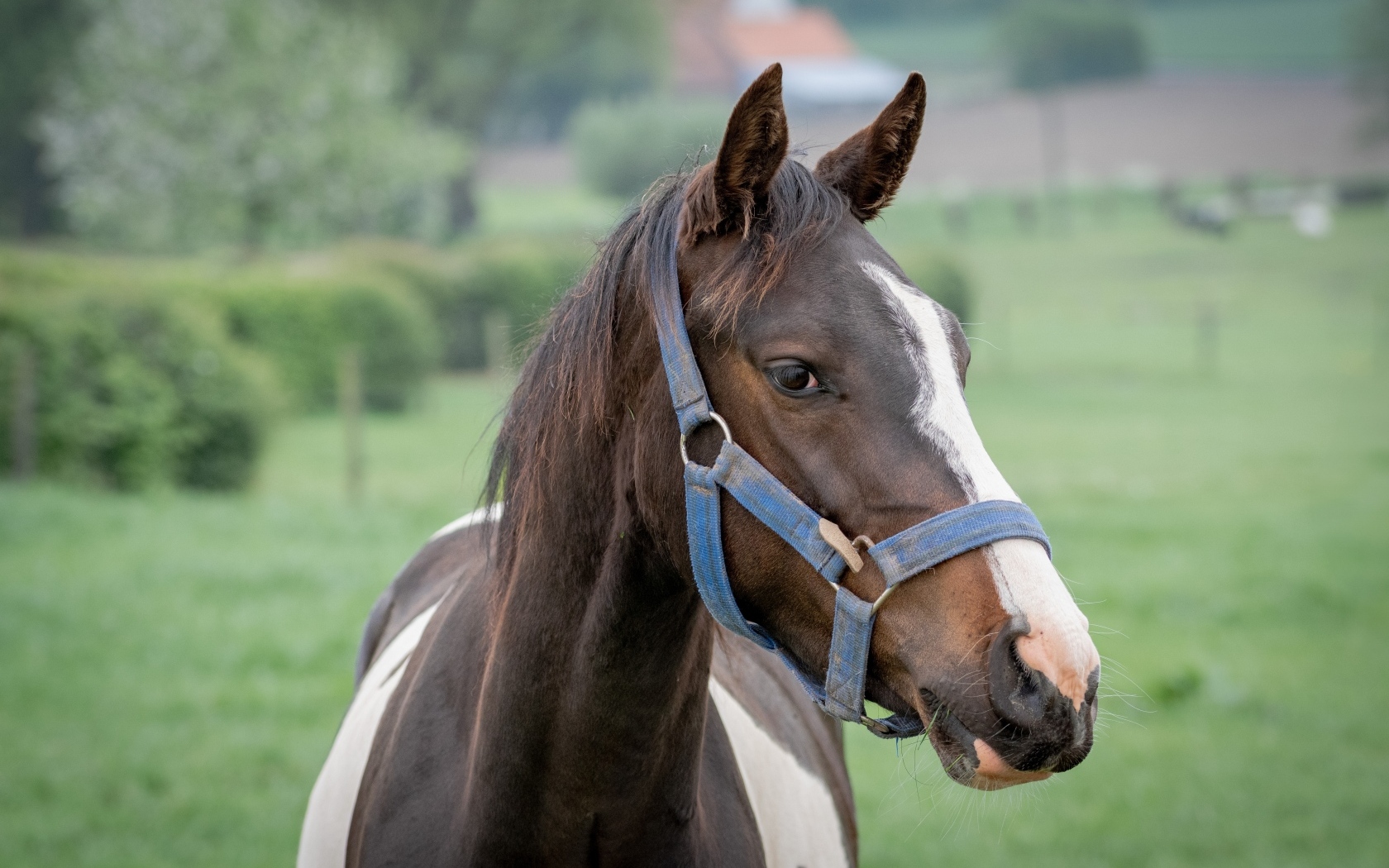 Коричневая с белыми пятнами лошадь крупным планом