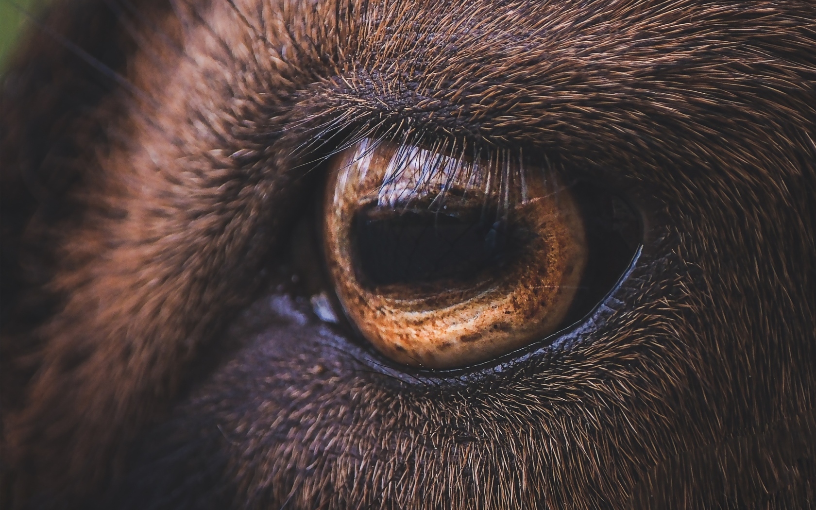 Коричневый глаз лошади крупным планом